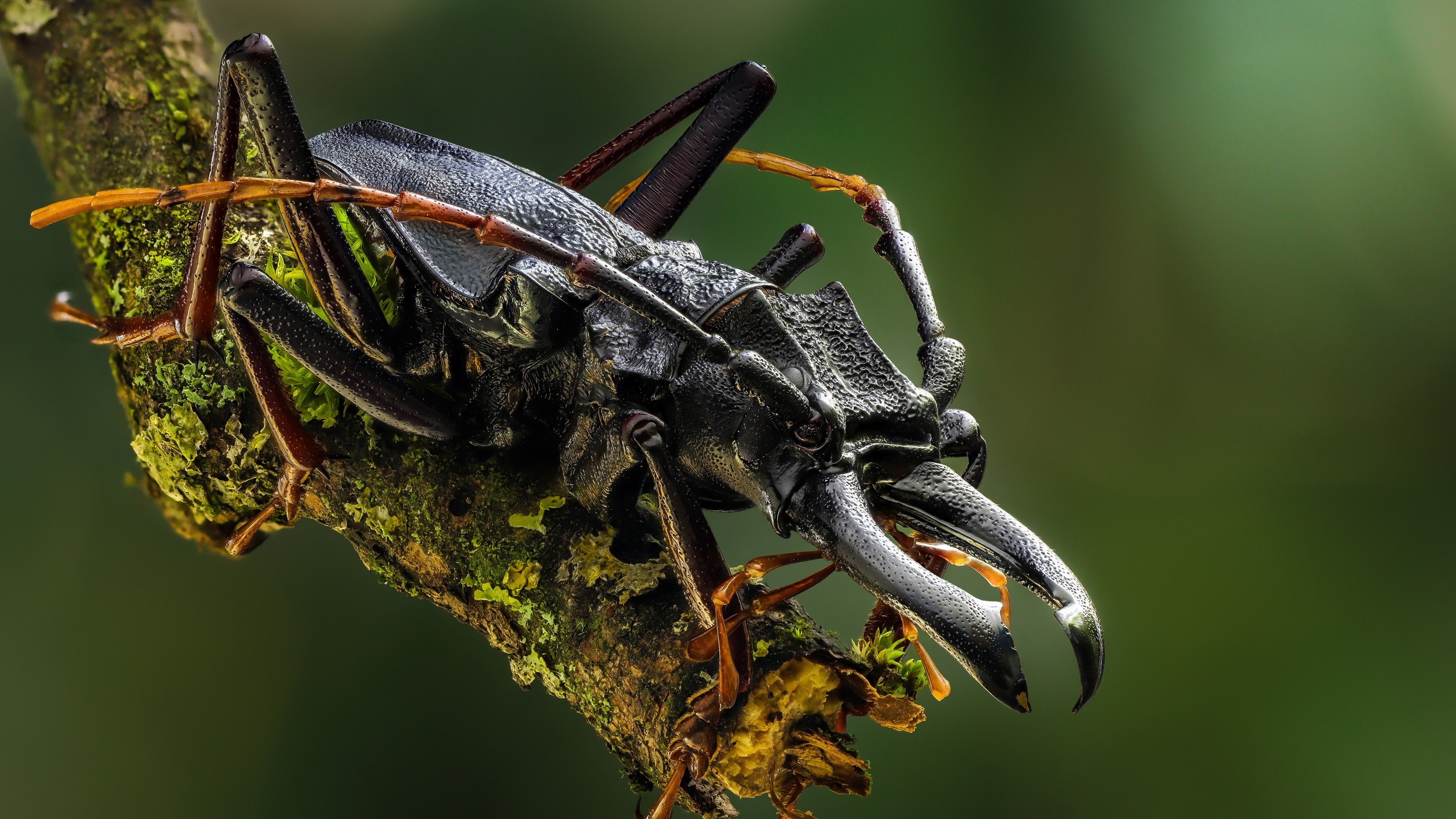 4K macro shot of a black beetle on a mossy branch HD Wallpaper