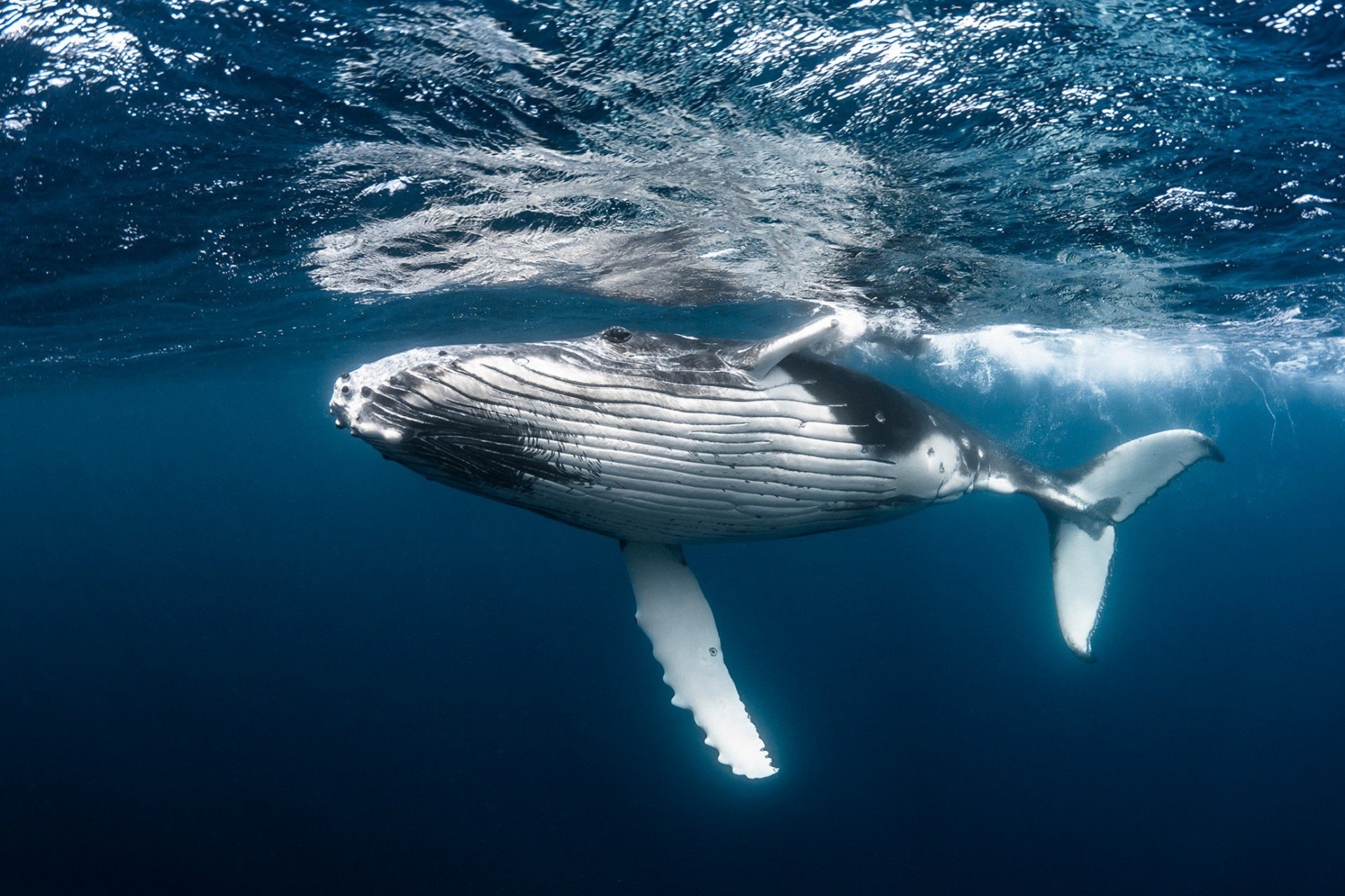 Underwater view of a humpback whale swimming HD Wallpaper
