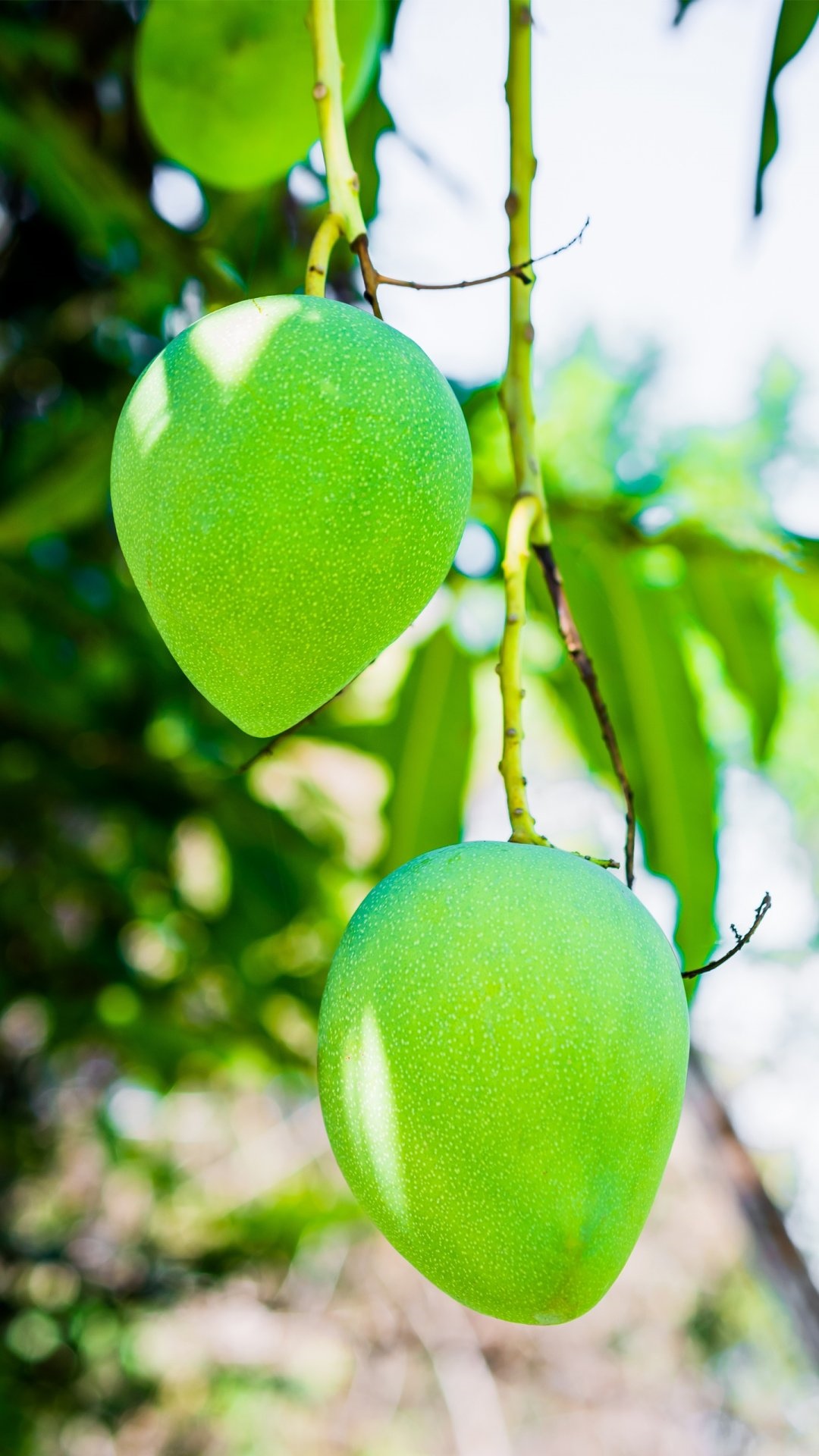 Two green mangos hanging from a tree branch HD Phone Wallpaper