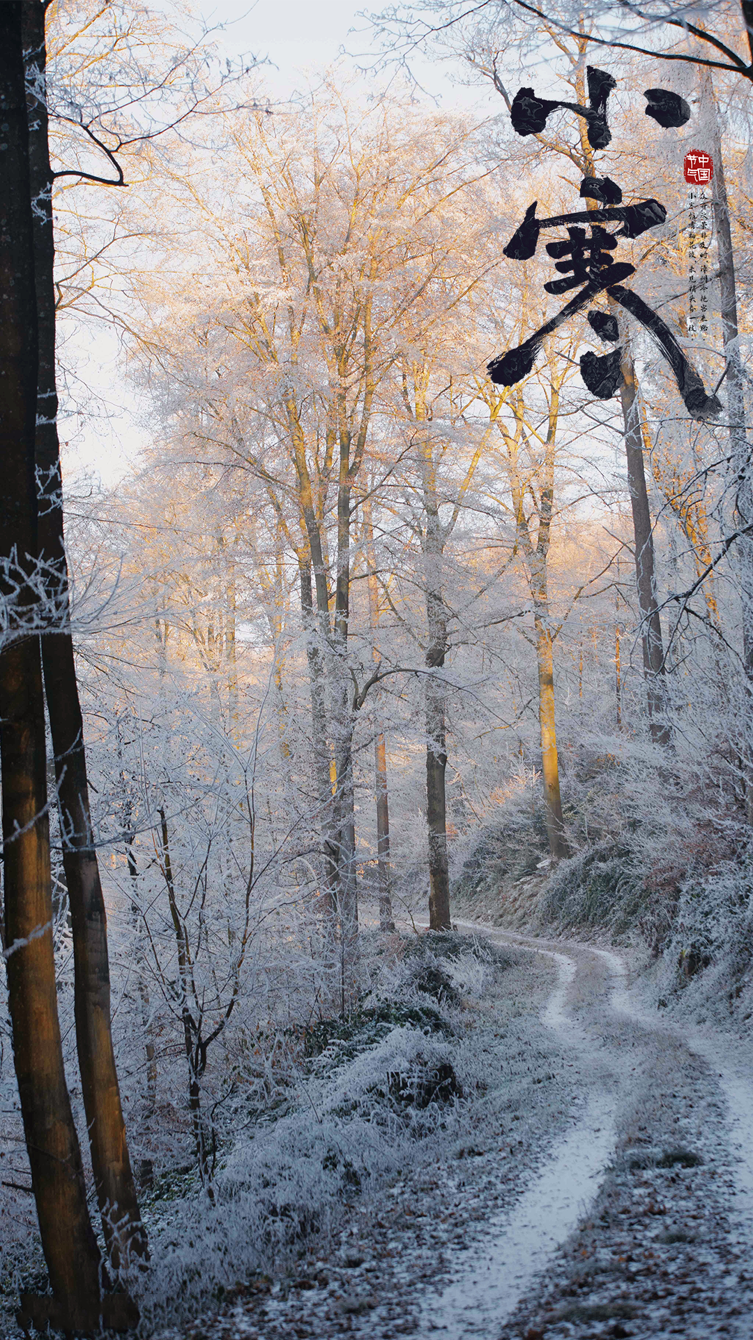 Winter forest with frost and snow on a path HD Phone Wallpaper
