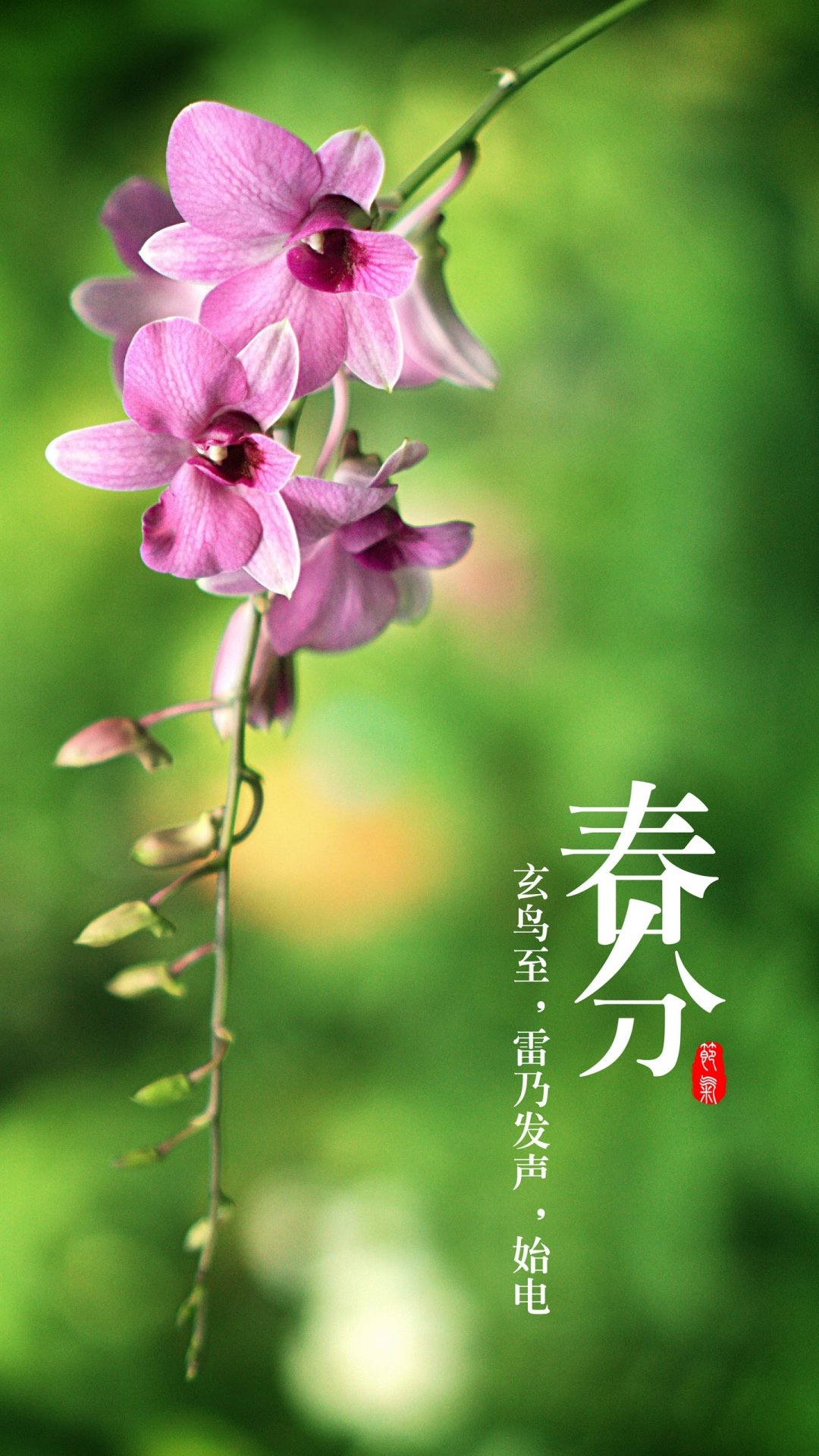 Pink orchids with Chinese calligraphy on a green background HD Phone Wallpaper