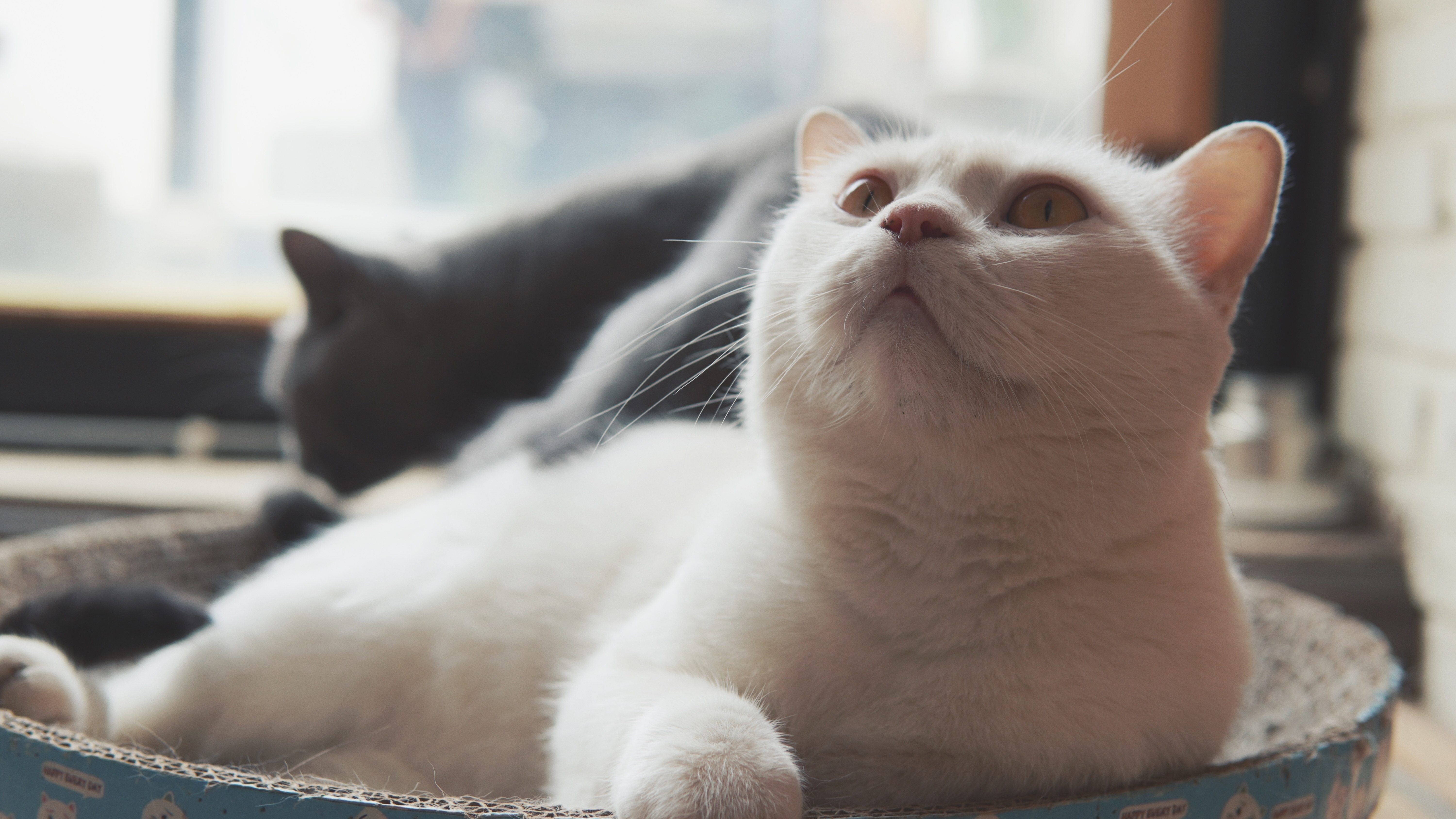 Two cats in a scratching post bed HD Wallpaper
