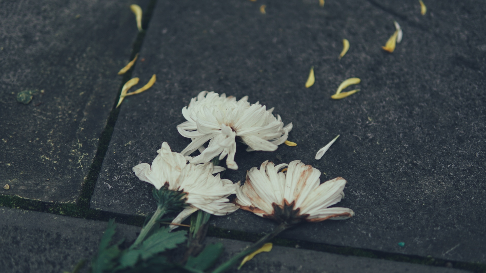 White flowers on a stone ground HD Wallpaper