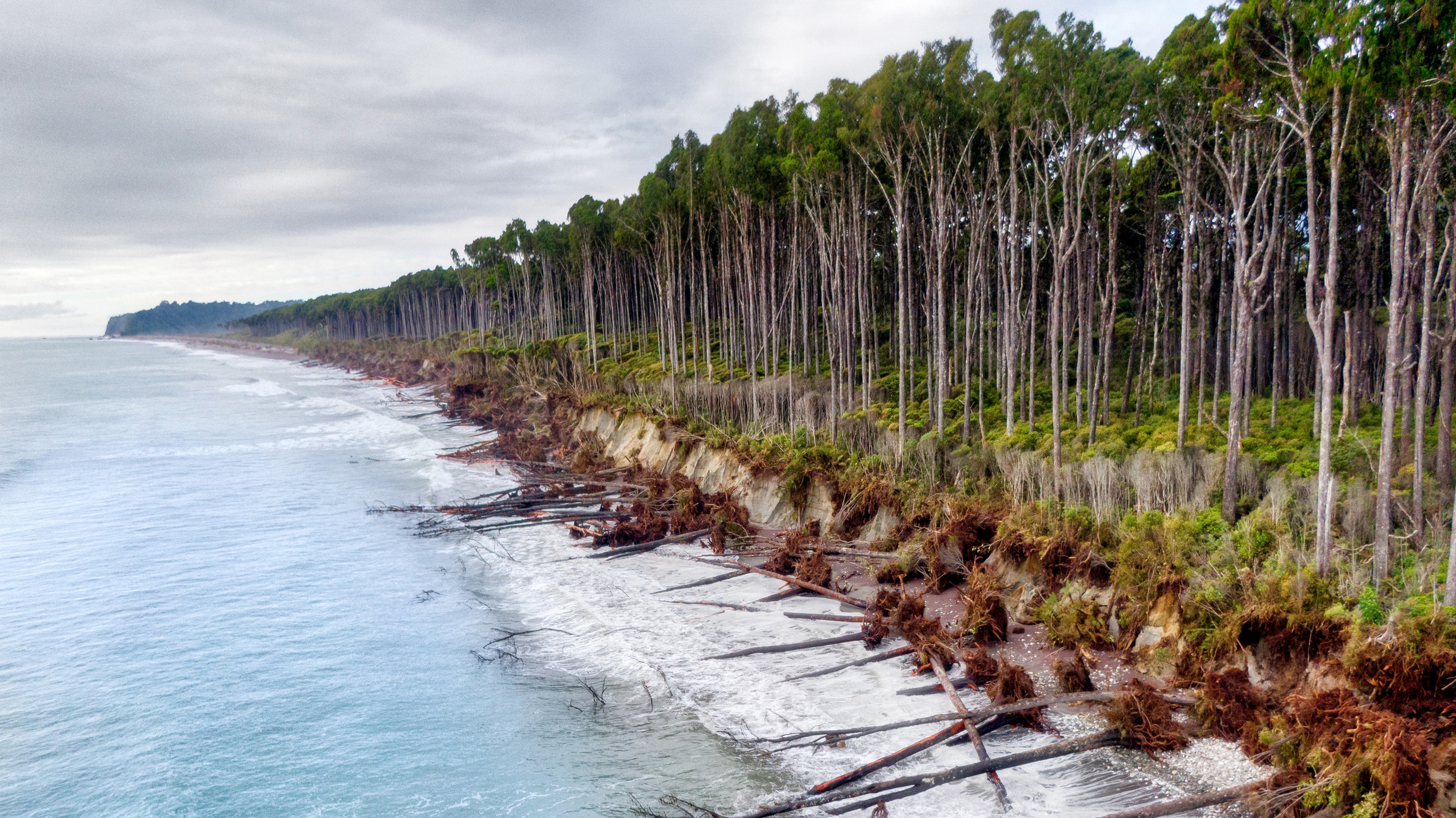 New Zealand Coastline with Eroded Forest HD Wallpaper