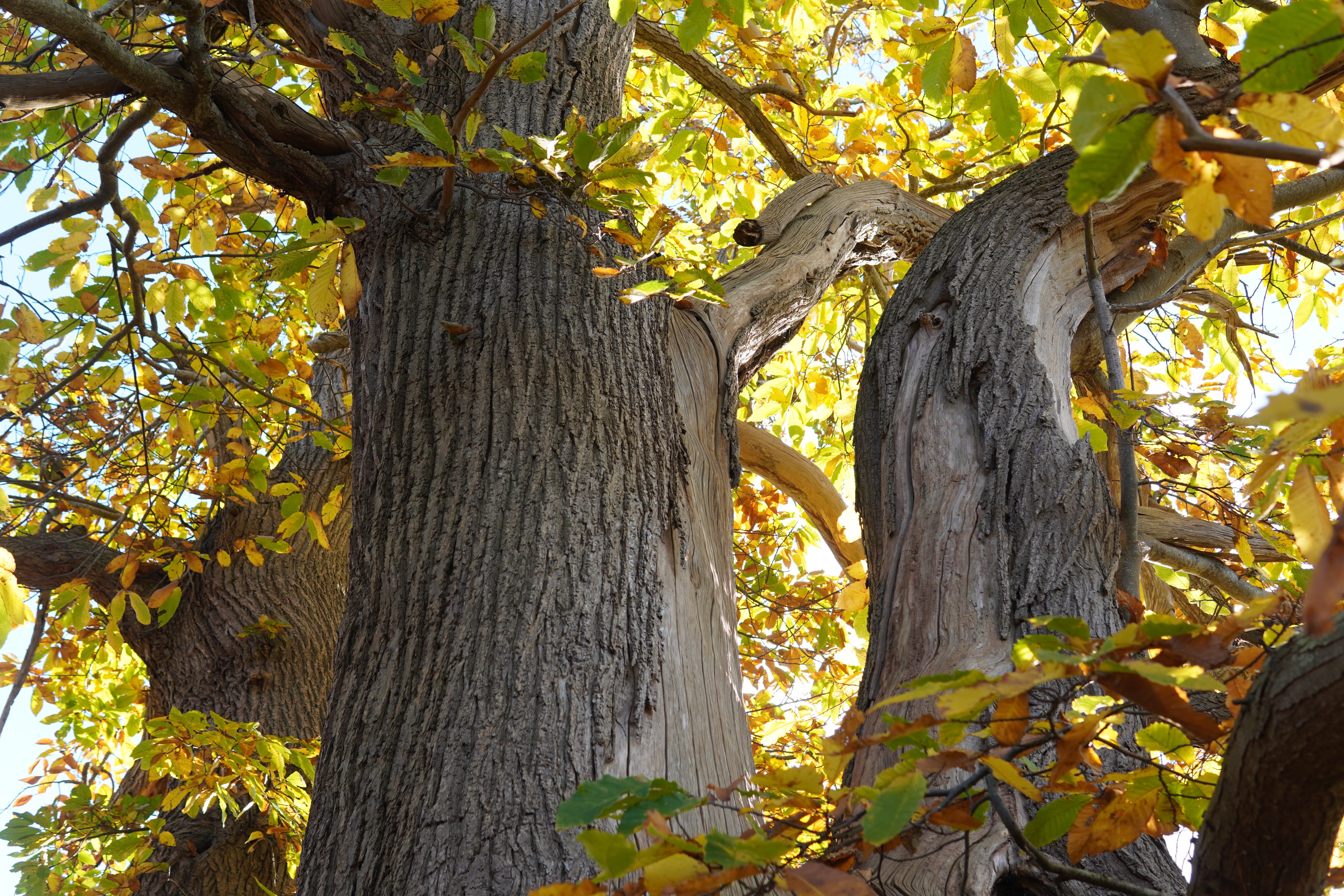 Chestnut tree trunks with fall leaves HD Wallpaper