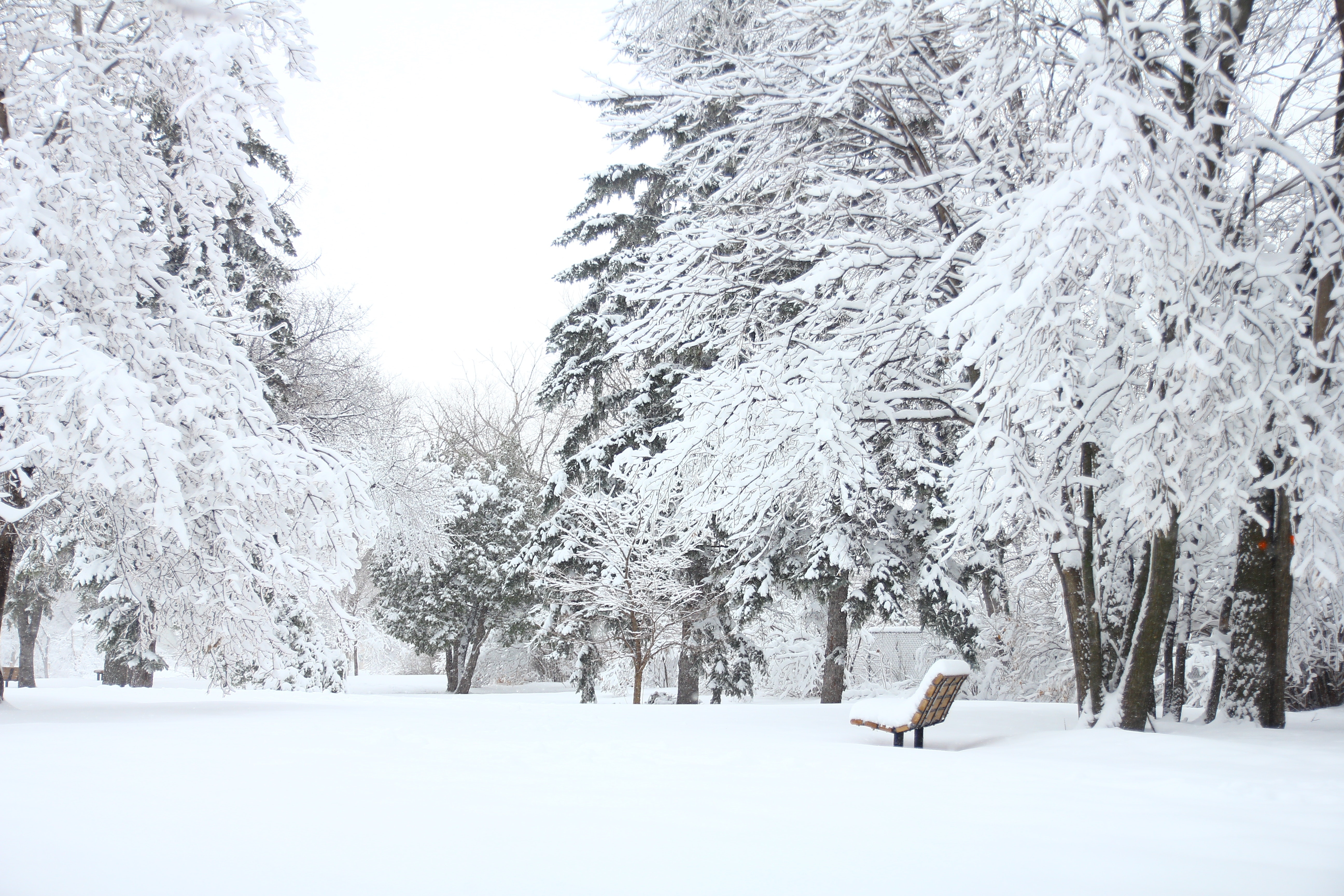 4K winter park with snow-covered trees and bench HD Wallpaper