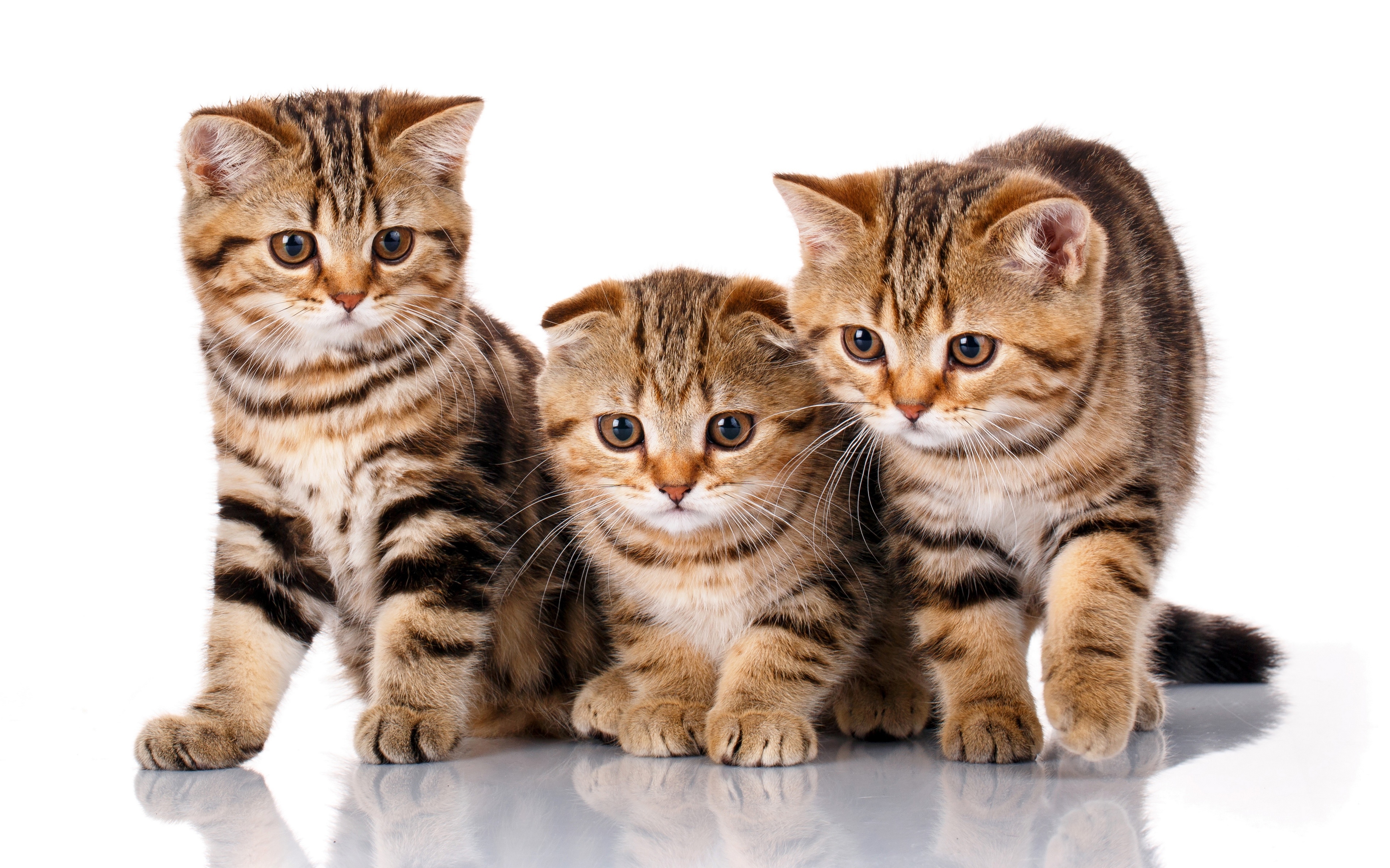 Three tabby kittens on a white background HD Wallpaper