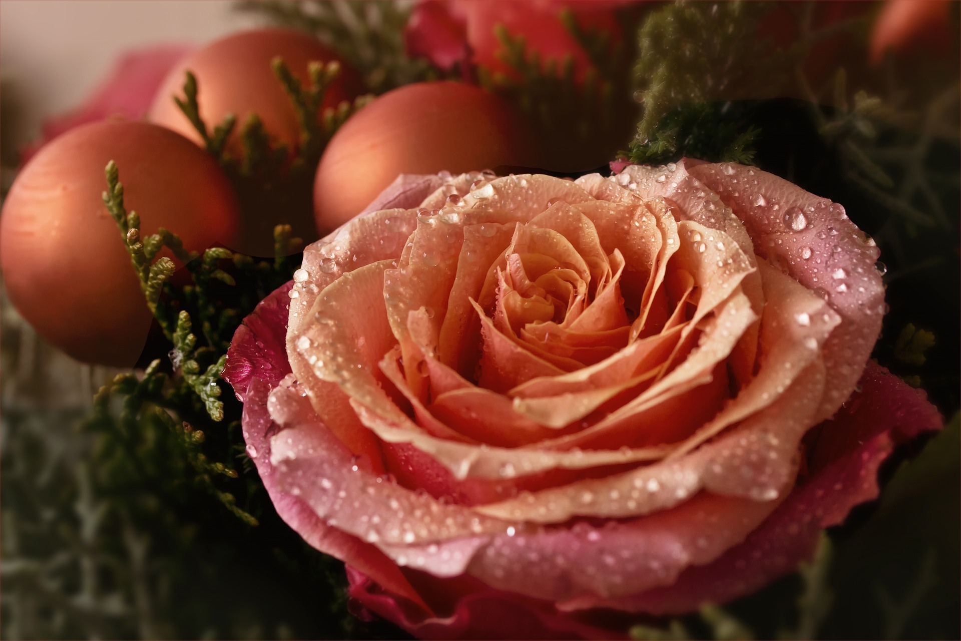 Close-up of a dew-kissed pink and orange rose HD Wallpaper