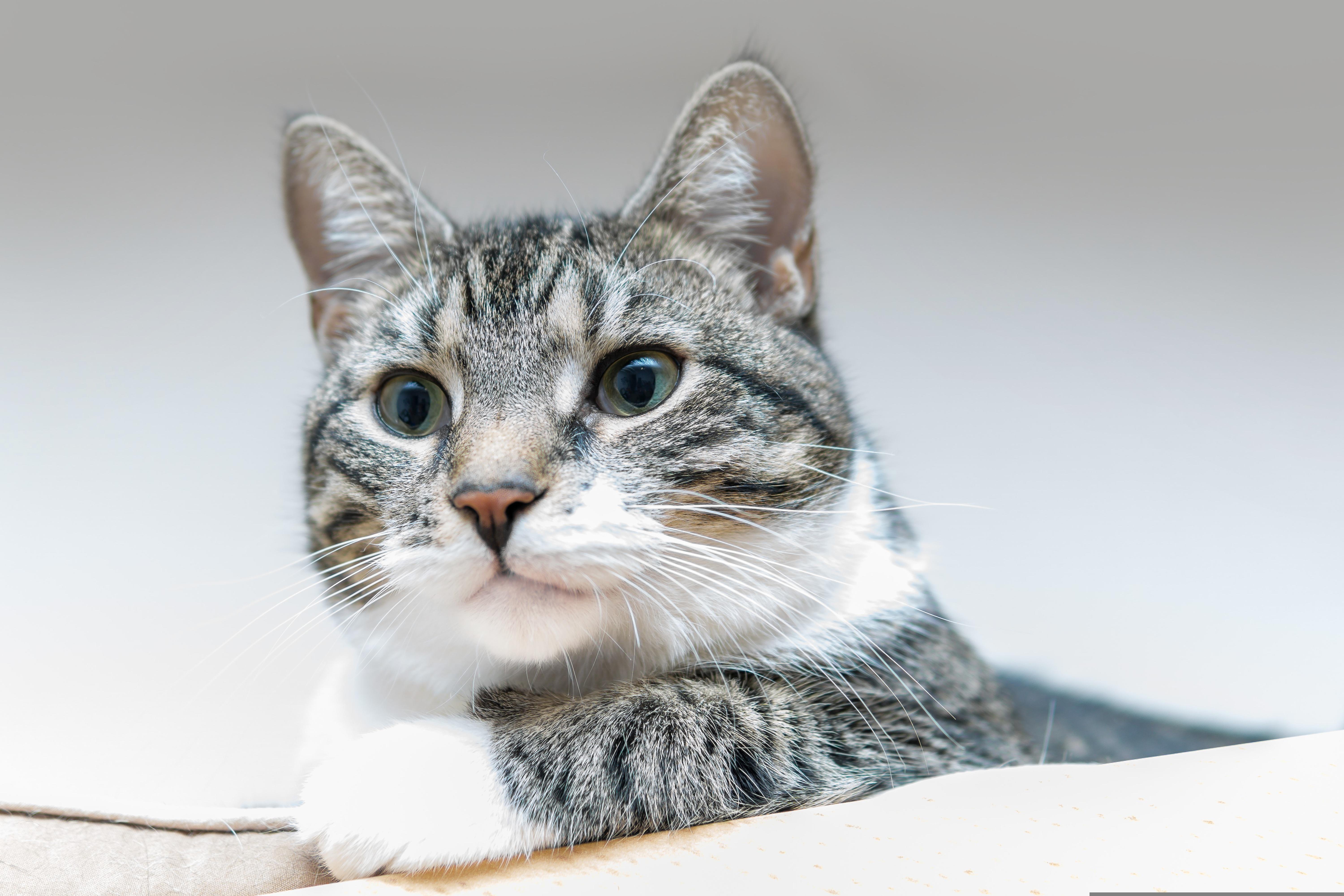 4K closeup of a tabby cat HD Wallpaper