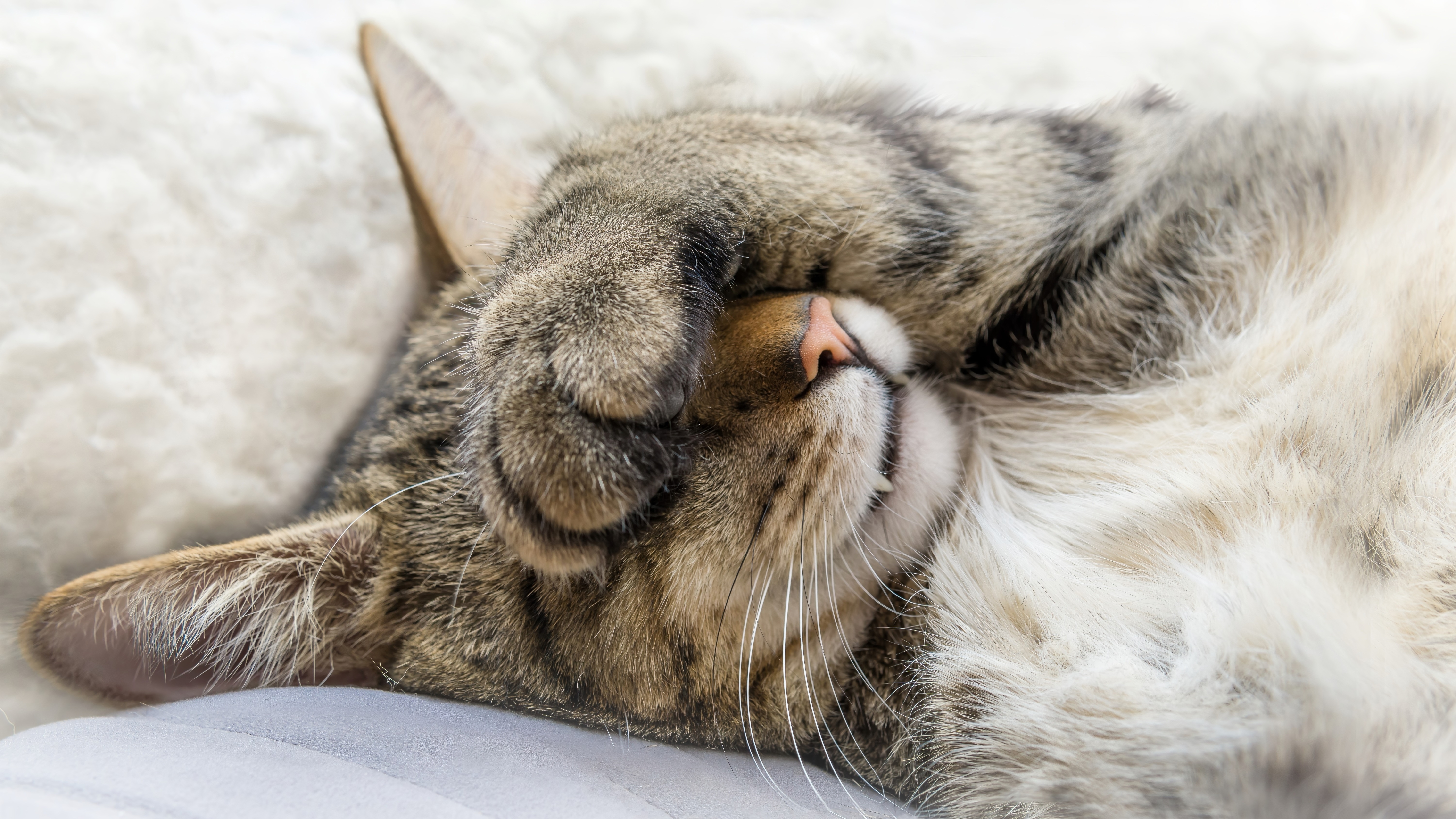 4K tabby cat sleeping on a fluffy surface HD Wallpaper