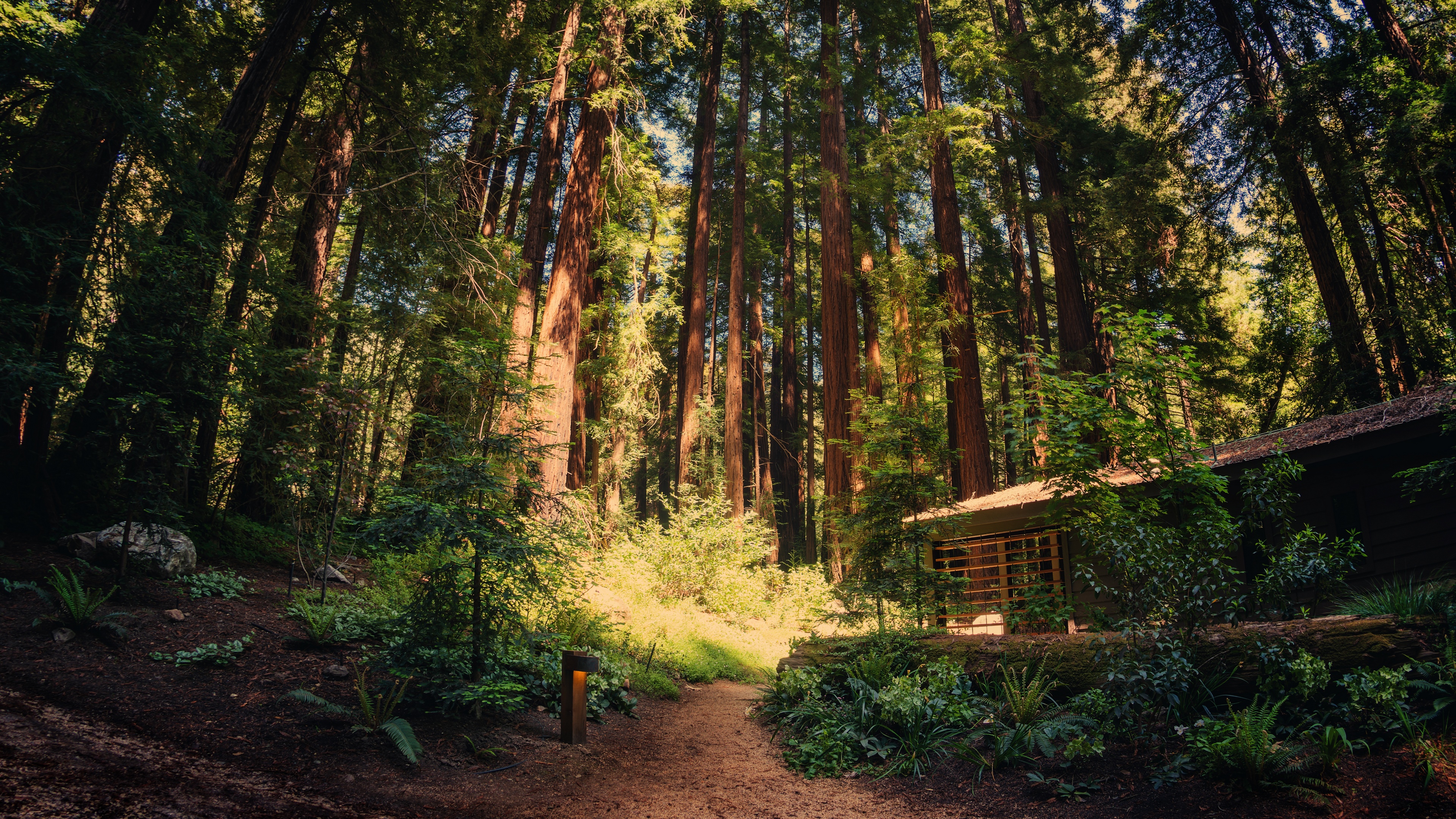 4K path through a redwood forest in California HD Wallpaper