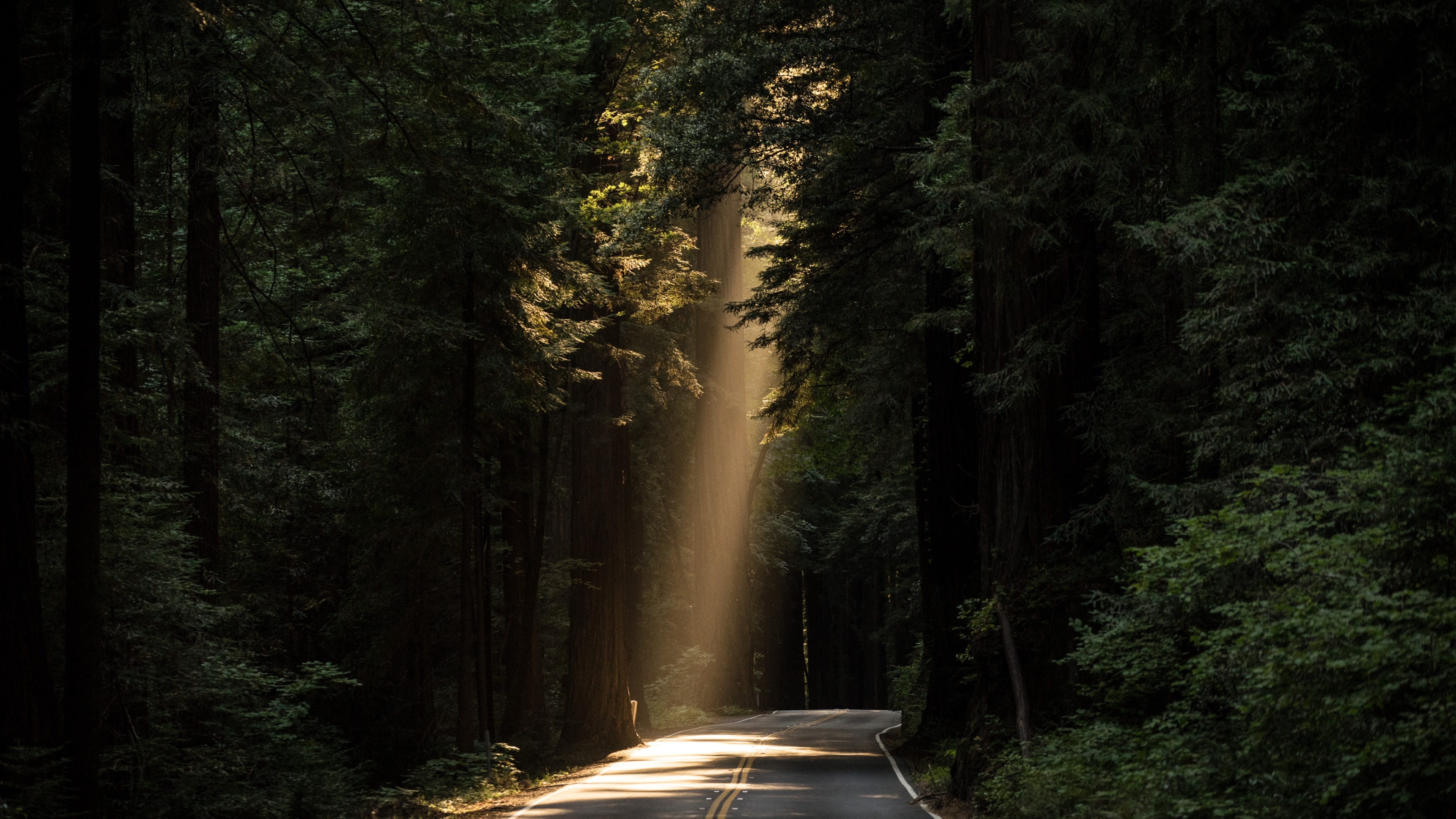 Sun rays through trees on a forest road HD Wallpaper