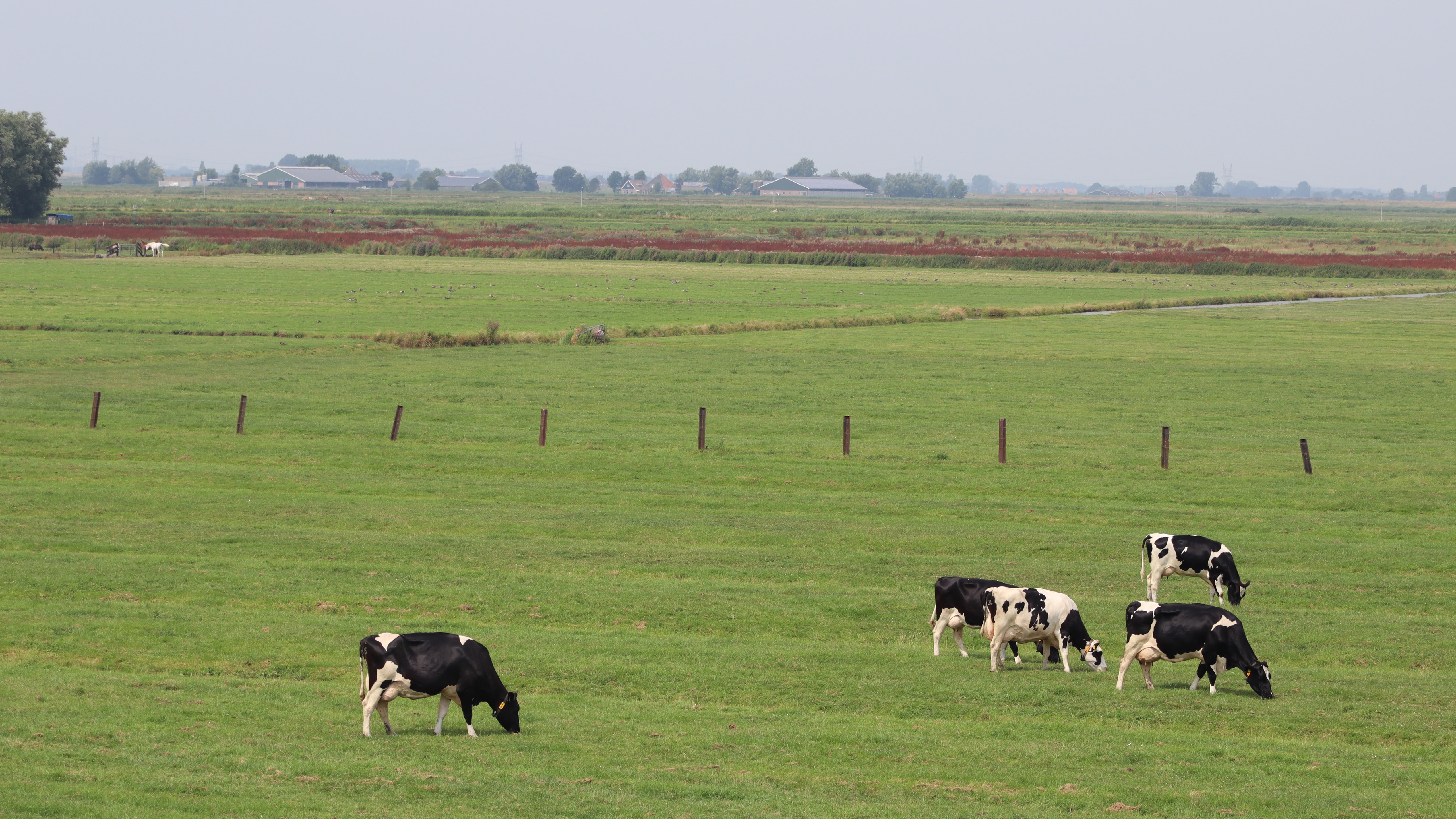 Cows grazing in a green field landscape HD Wallpaper