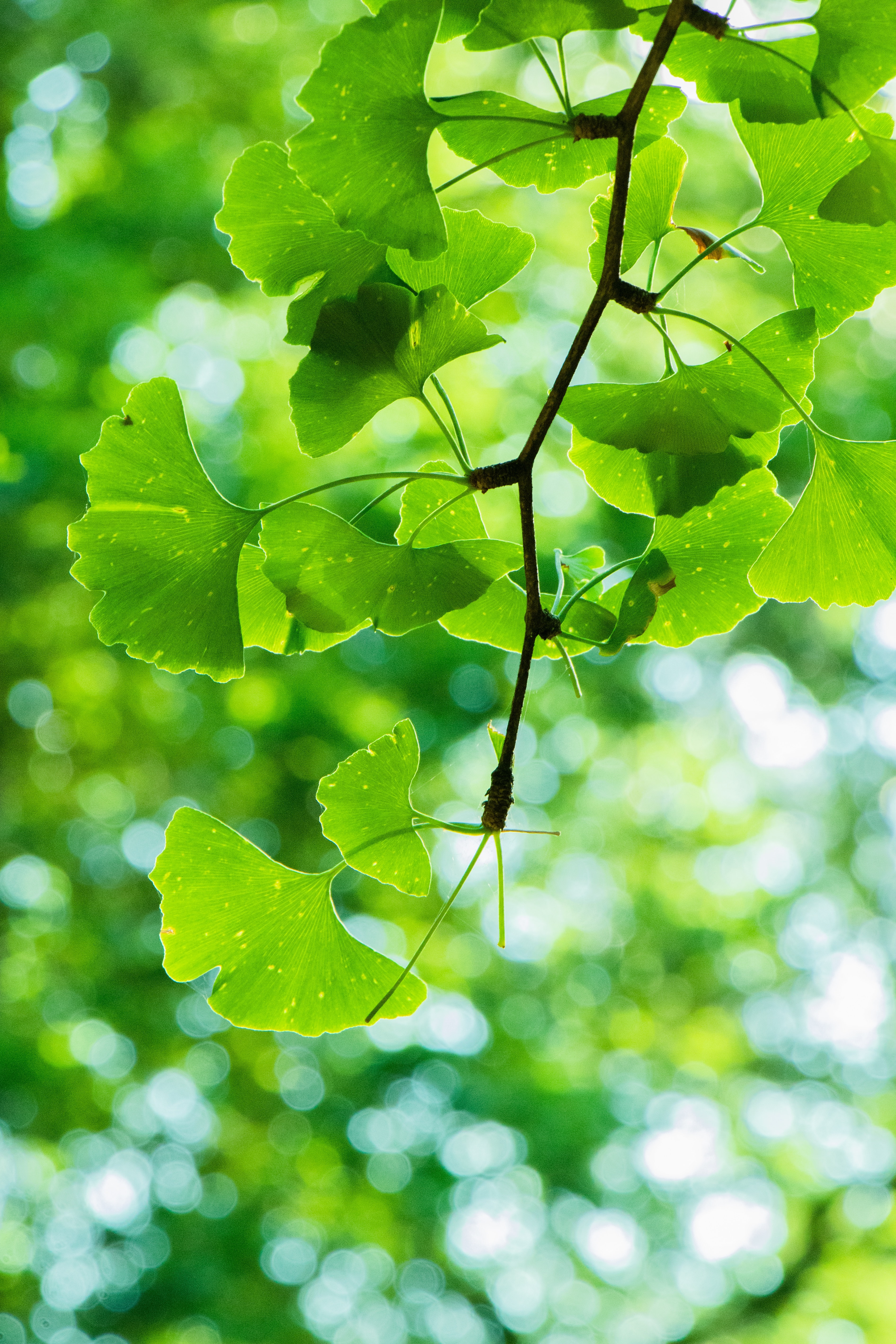 Ginkgo biloba leaves on a branch HD Phone Wallpaper