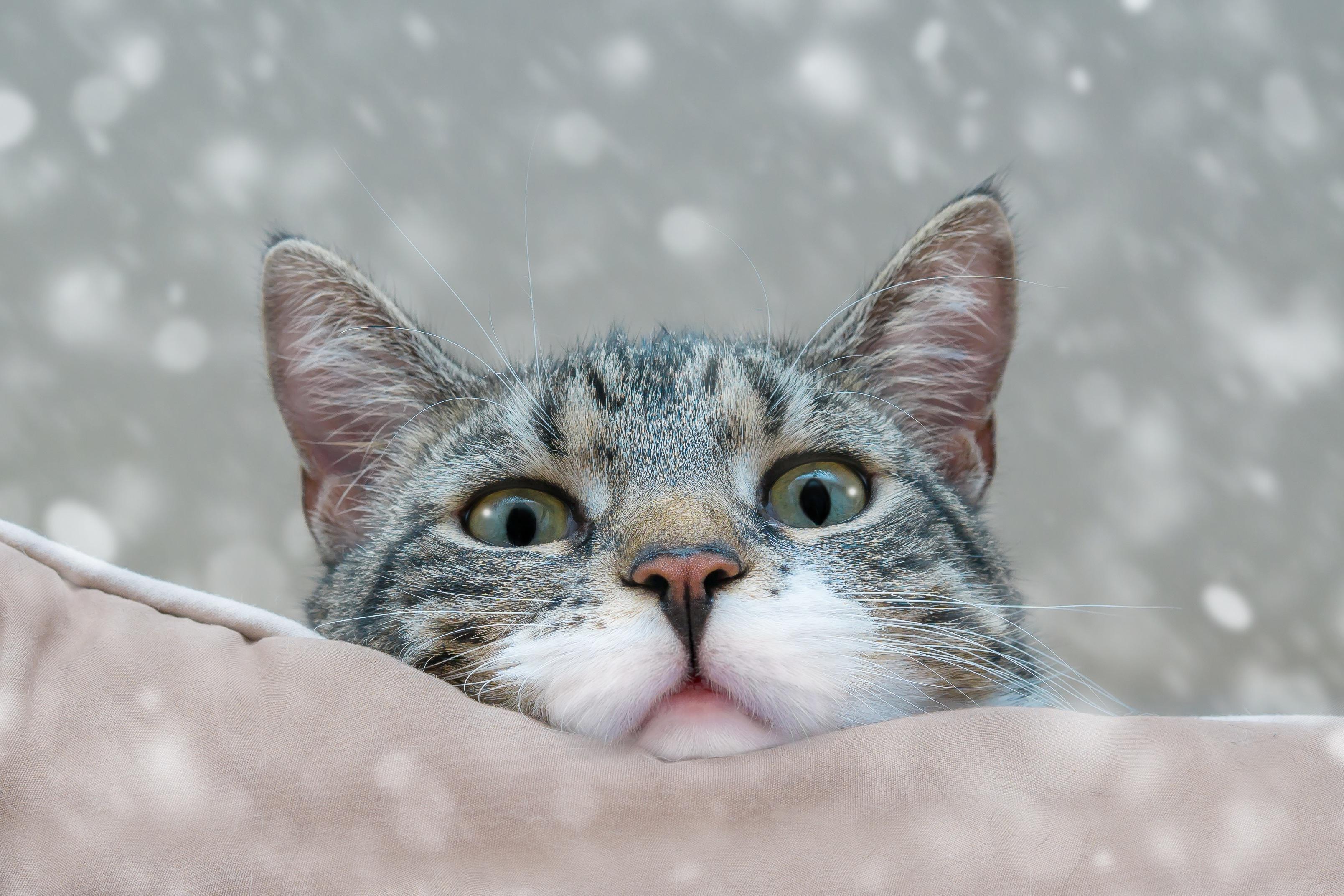 A tabby cat peeks over a cushion with snowflakes falling HD Wallpaper