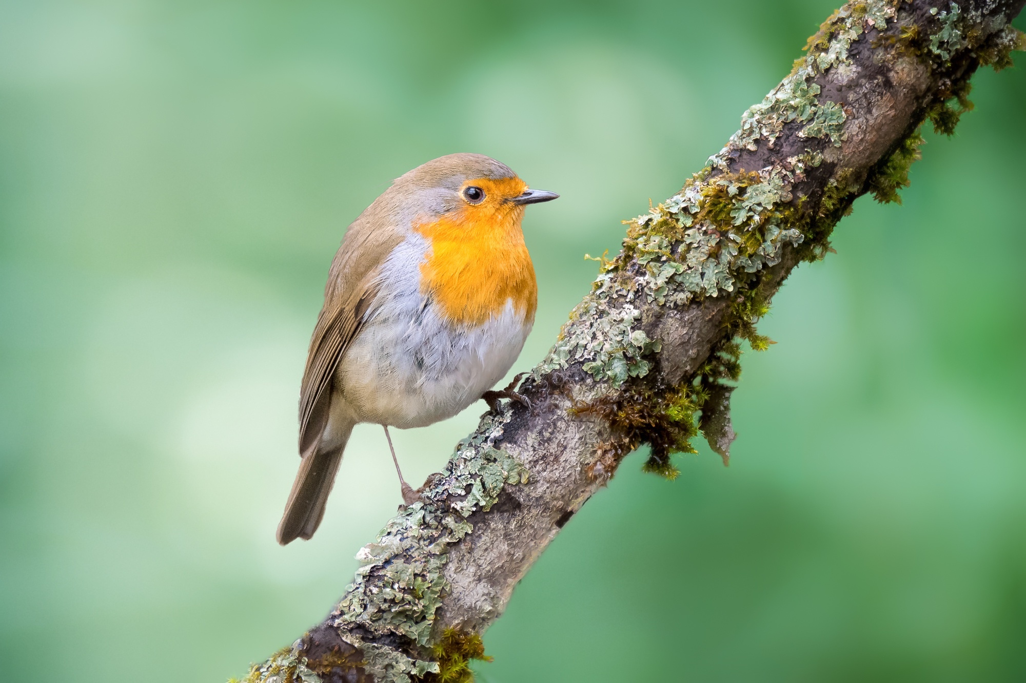 Robin bird perched on a mossy branch HD Wallpaper