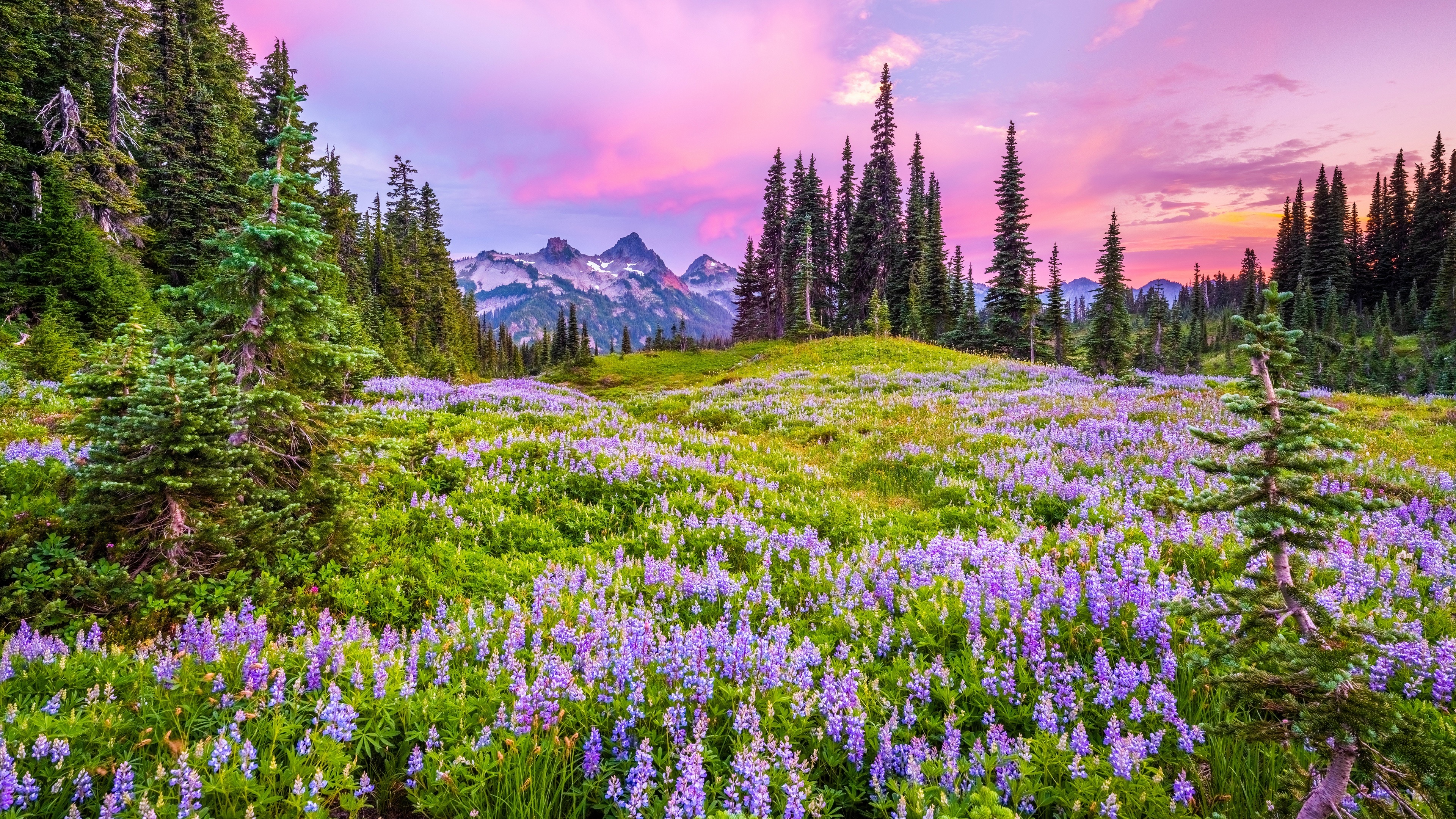 4K Mount Rainier National Park lupine field at sunset HD Wallpaper