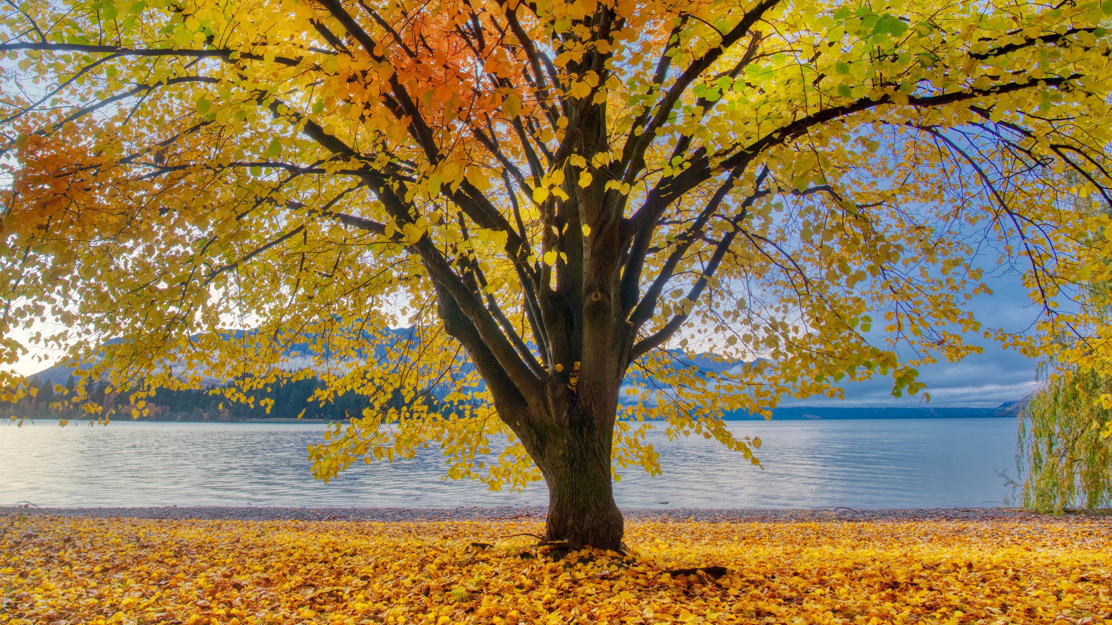 Autumn tree by the lake in New Zealand HD Wallpaper