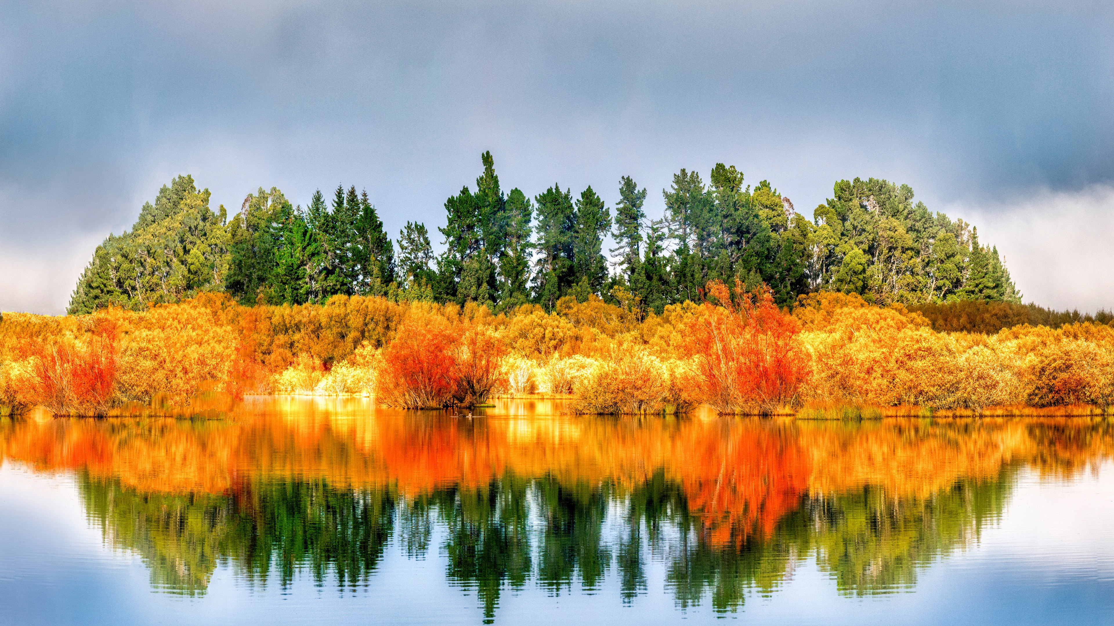 4K reflection of trees and fall foliage in water HD Wallpaper