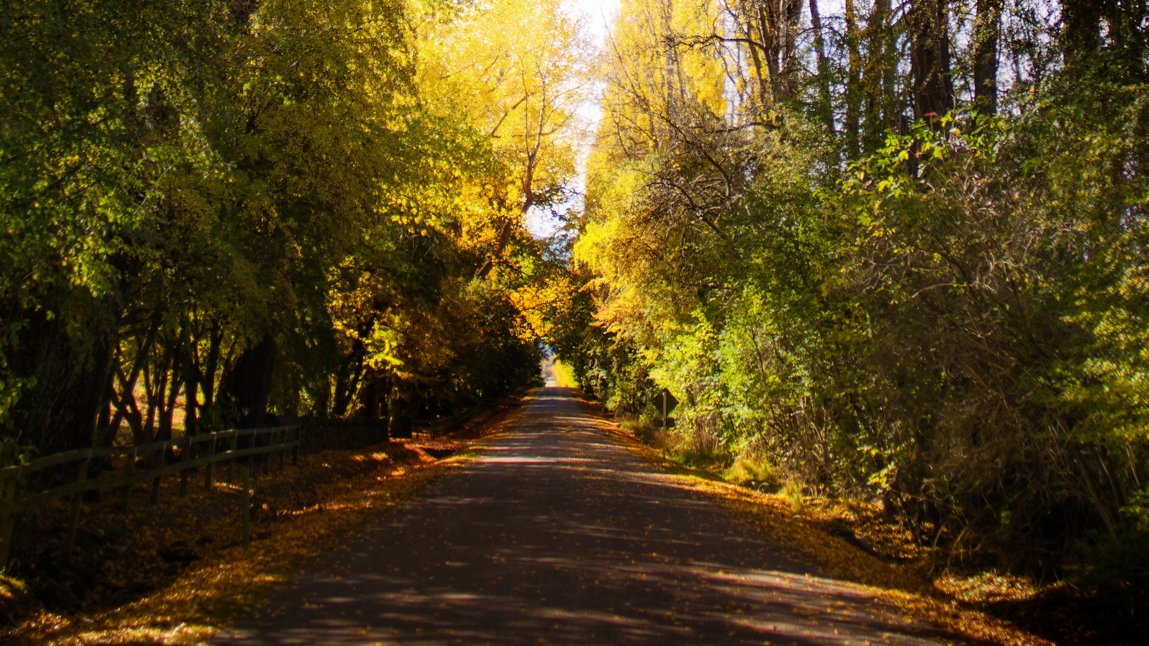 4K road through autumn trees in New Zealand HD Wallpaper