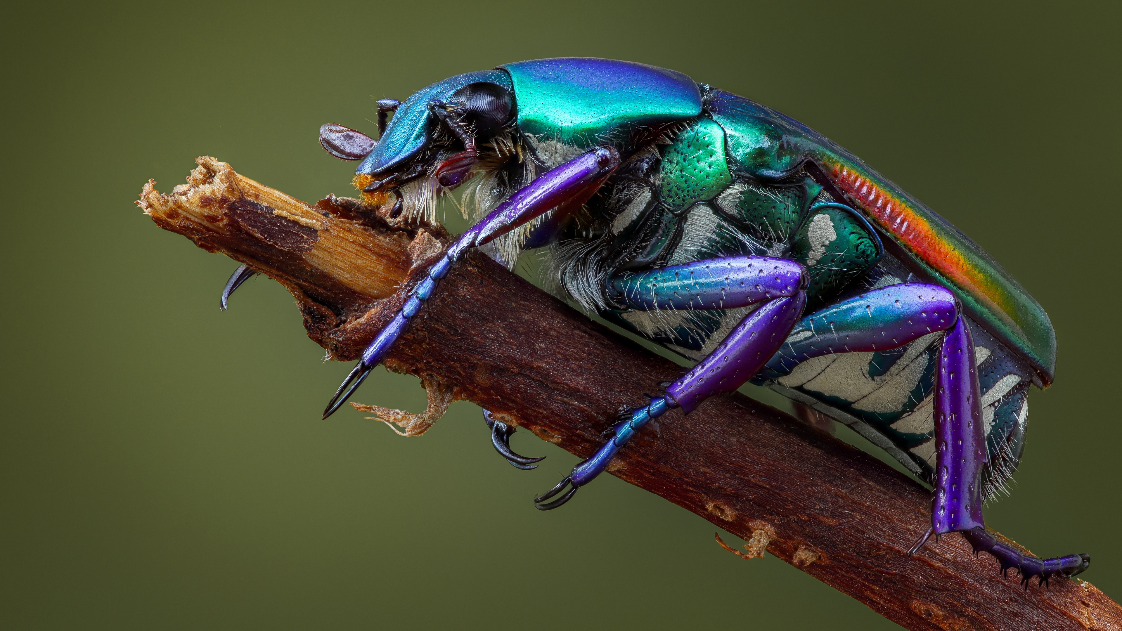 4K macro shot of a colorful beetle on a branch HD Wallpaper