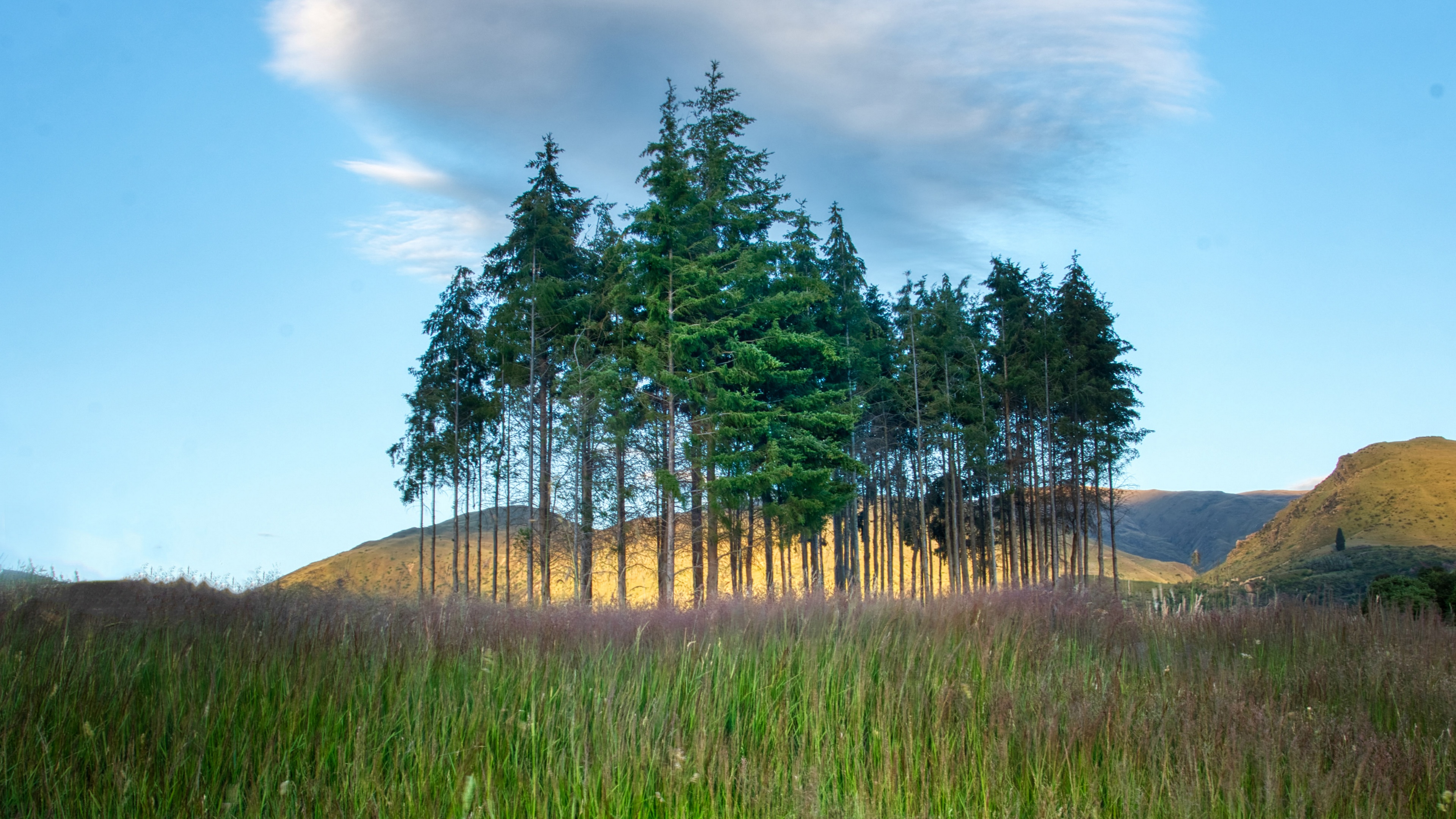 4K grass landscape with trees and mountains in New Zealand HD Wallpaper