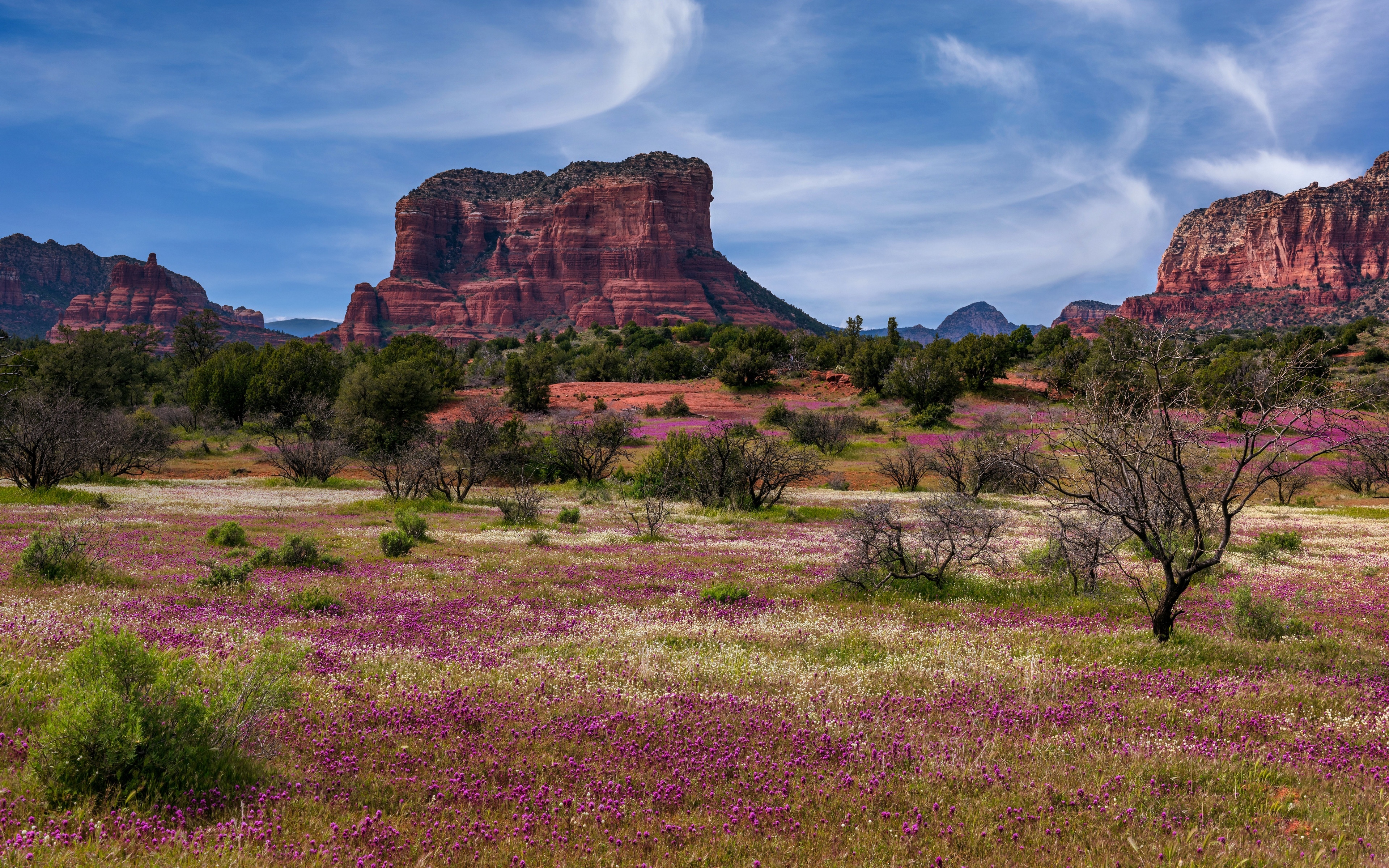 4K landscape of Sedona, Arizona with red rock mountains and wildflowers HD Wallpaper