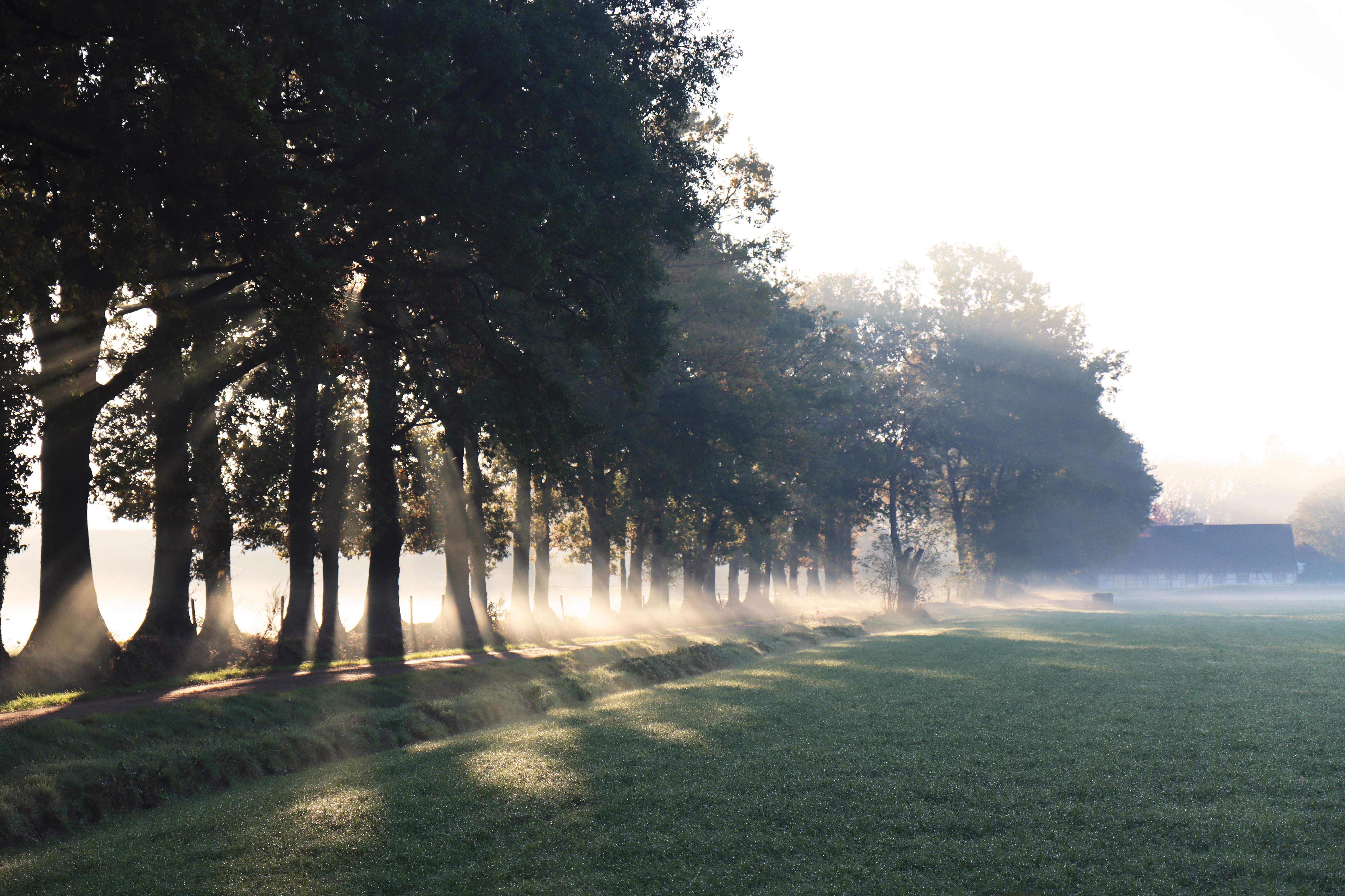 4K morning sun rays through trees over a field HD Wallpaper