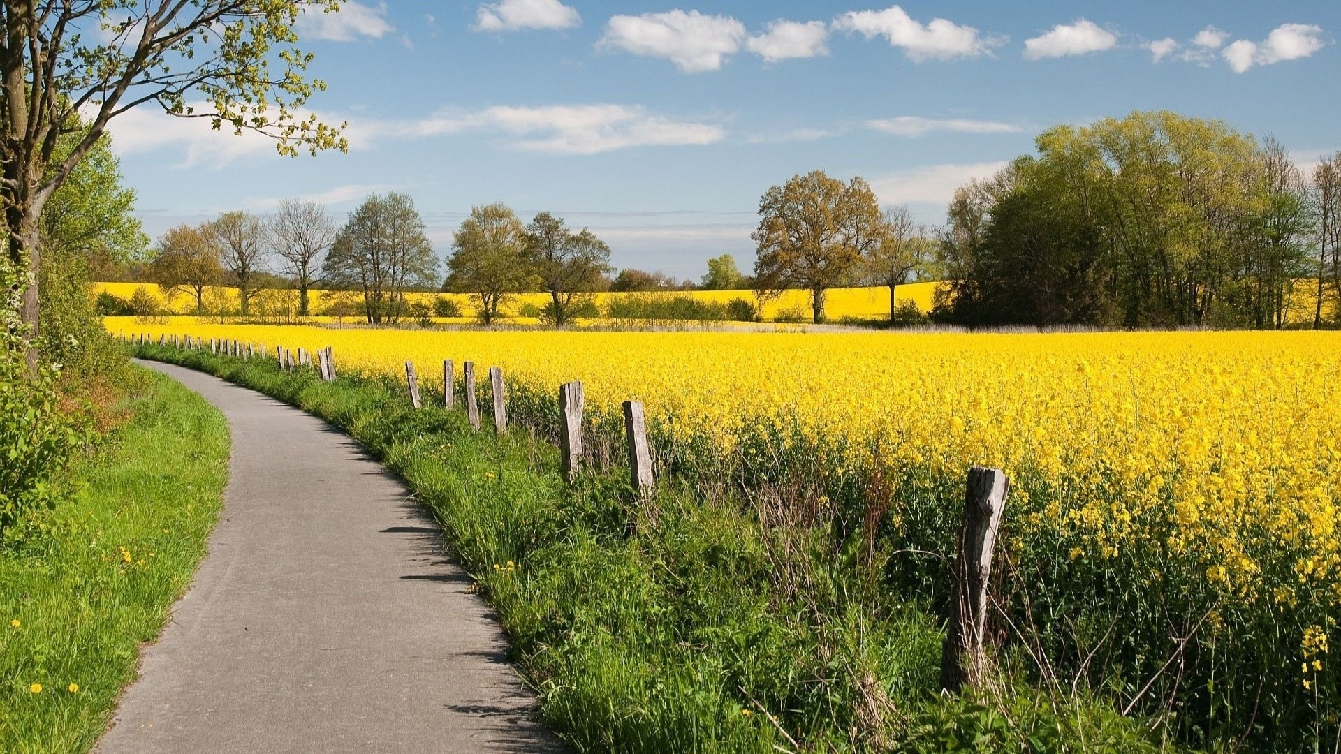 A winding road through a yellow rapeseed field HD Wallpaper