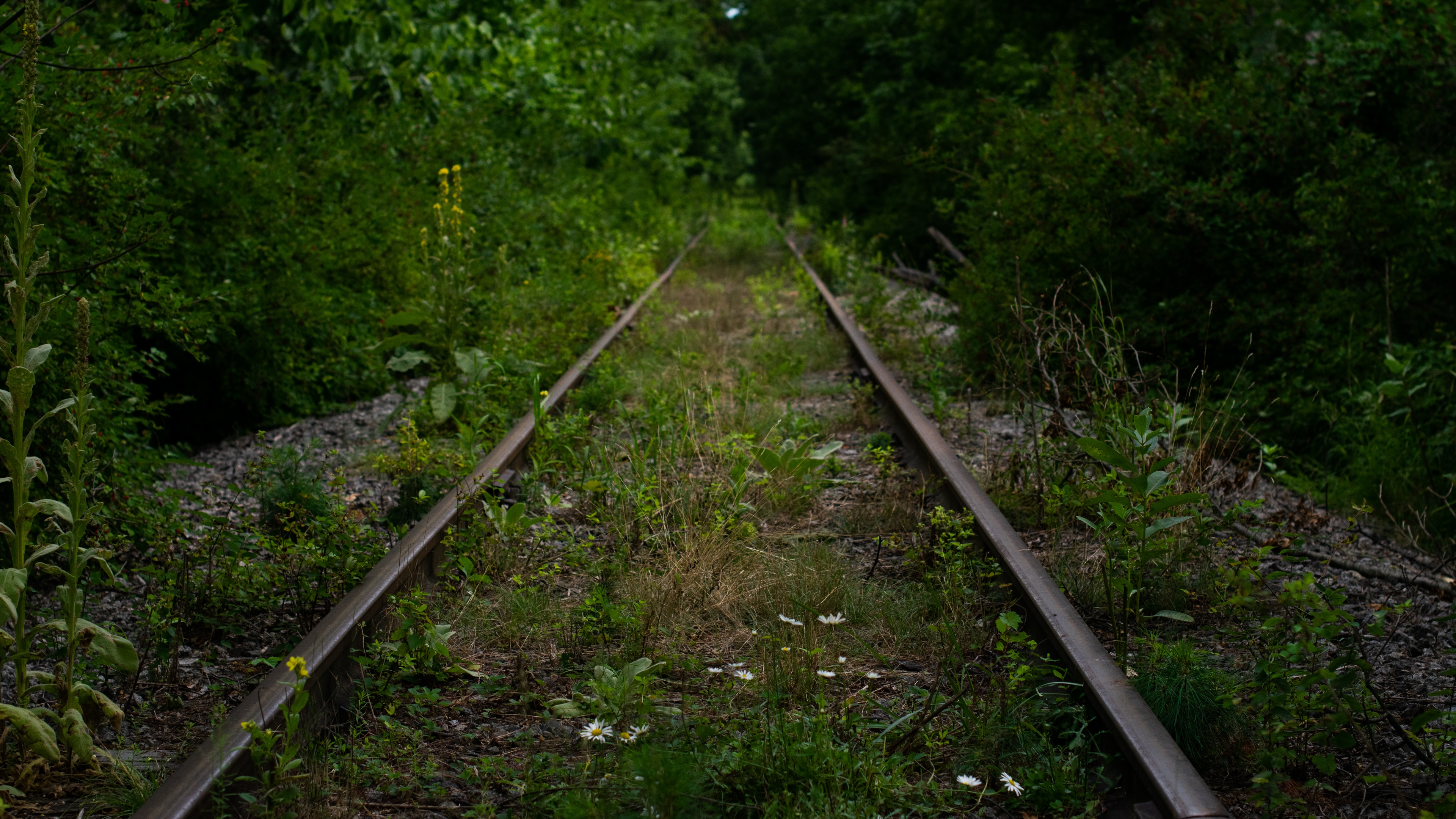 Abandoned overgrown railway in nature HD Wallpaper