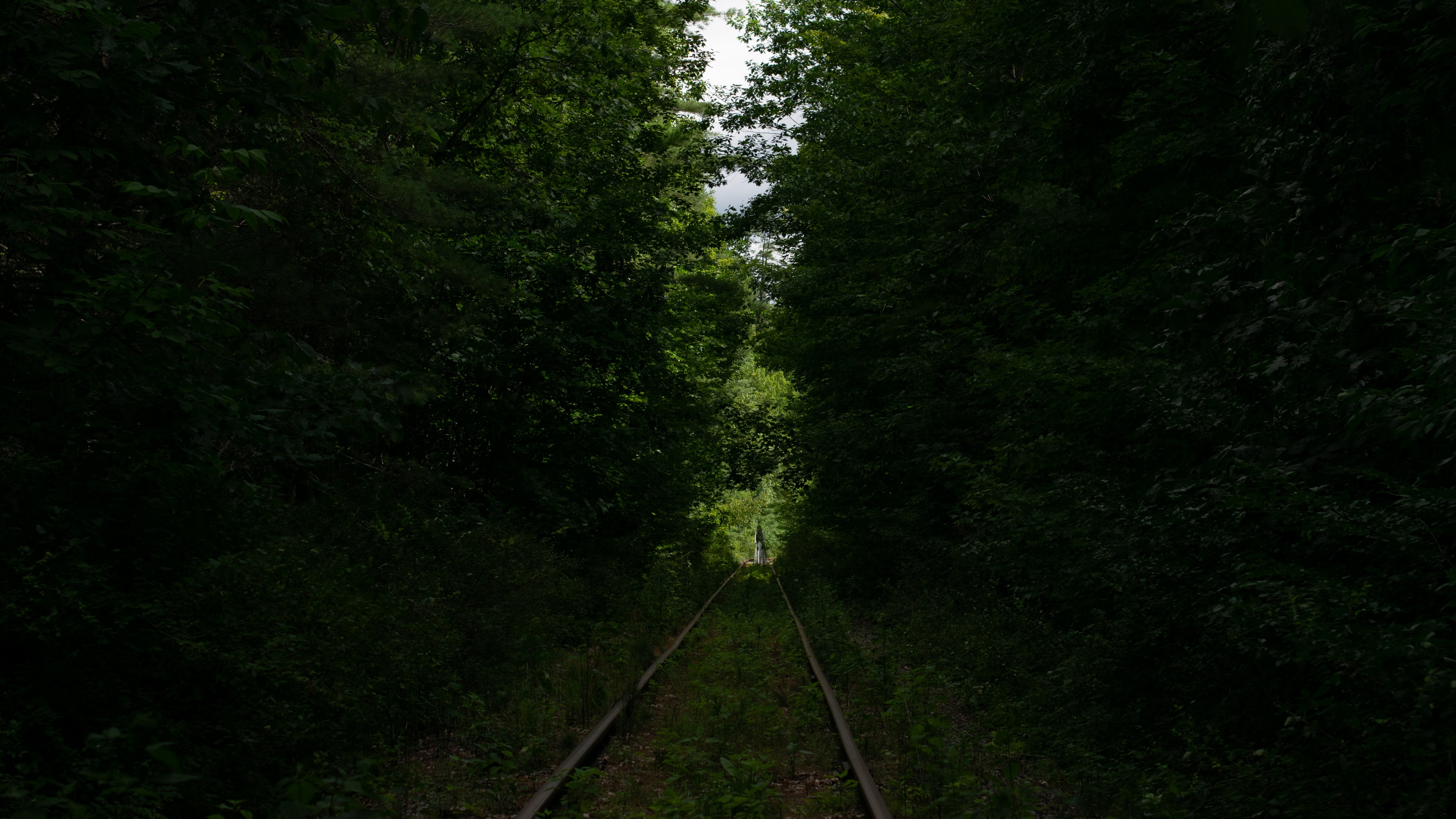 4K overgrown railway in a green forest HD Wallpaper
