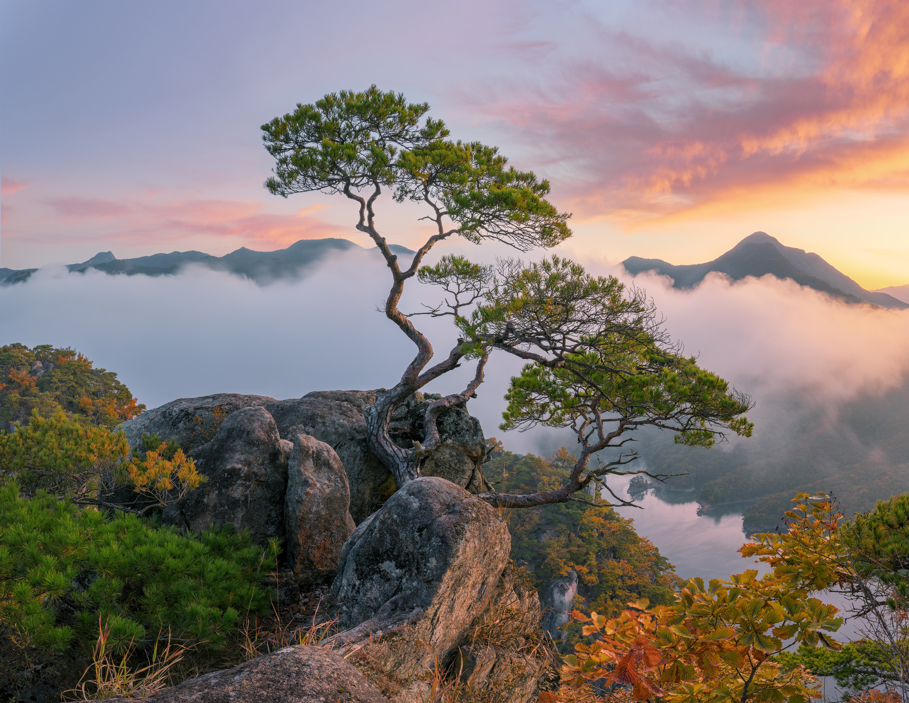 Pine trees on rocks overlooking misty mountains at sunset in South Korea HD Wallpaper