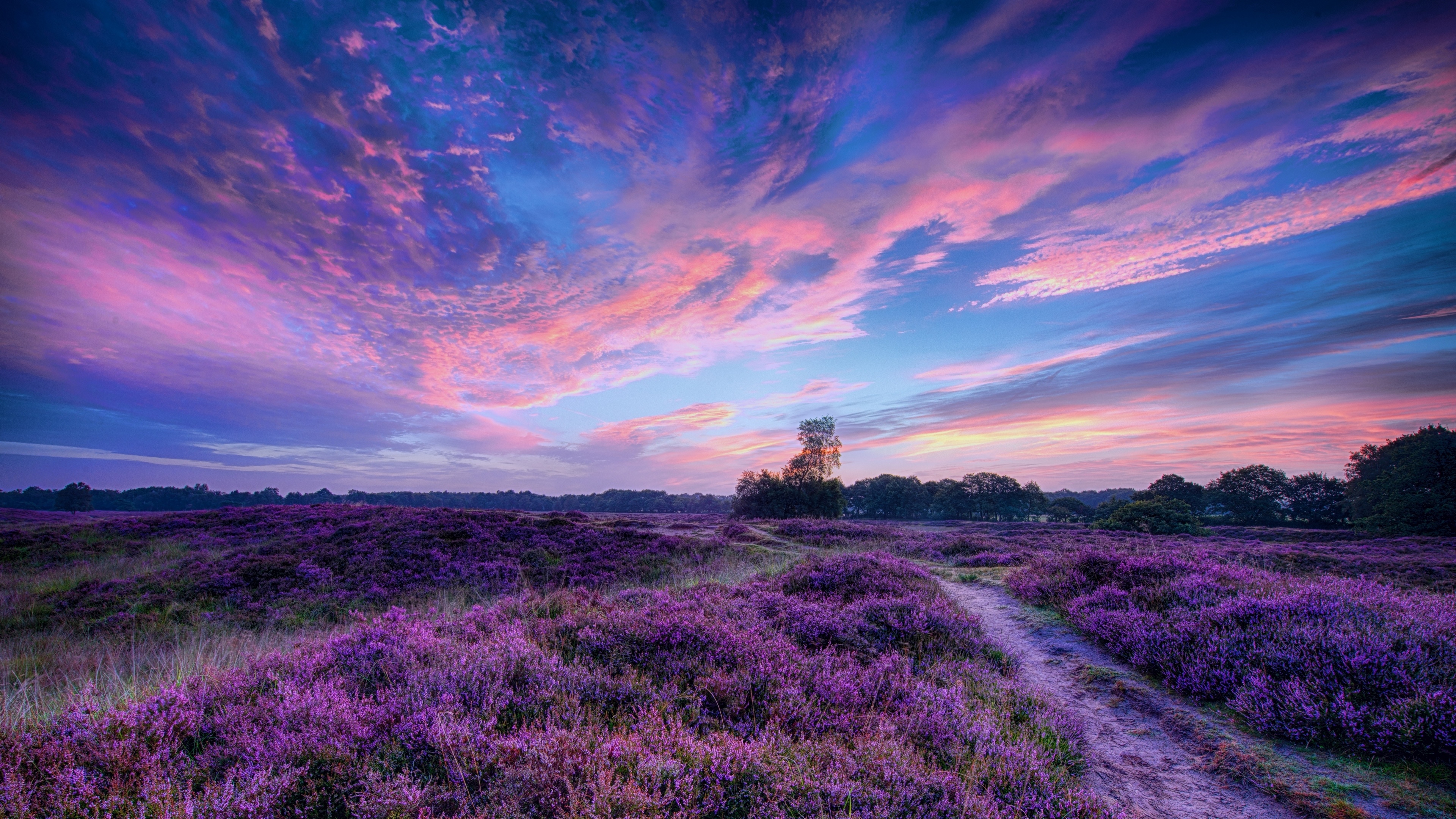 4K landscape of a field of purple flowers at sunset HD Wallpaper