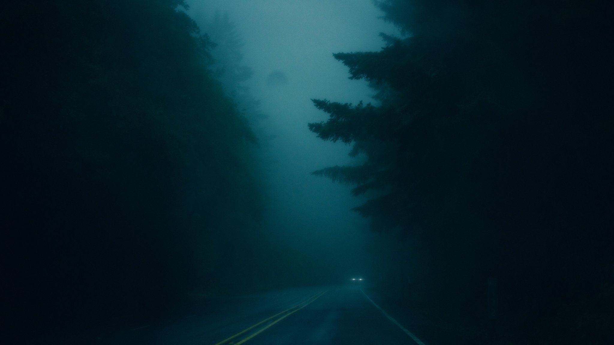 Car driving on a foggy road through pine trees HD Wallpaper