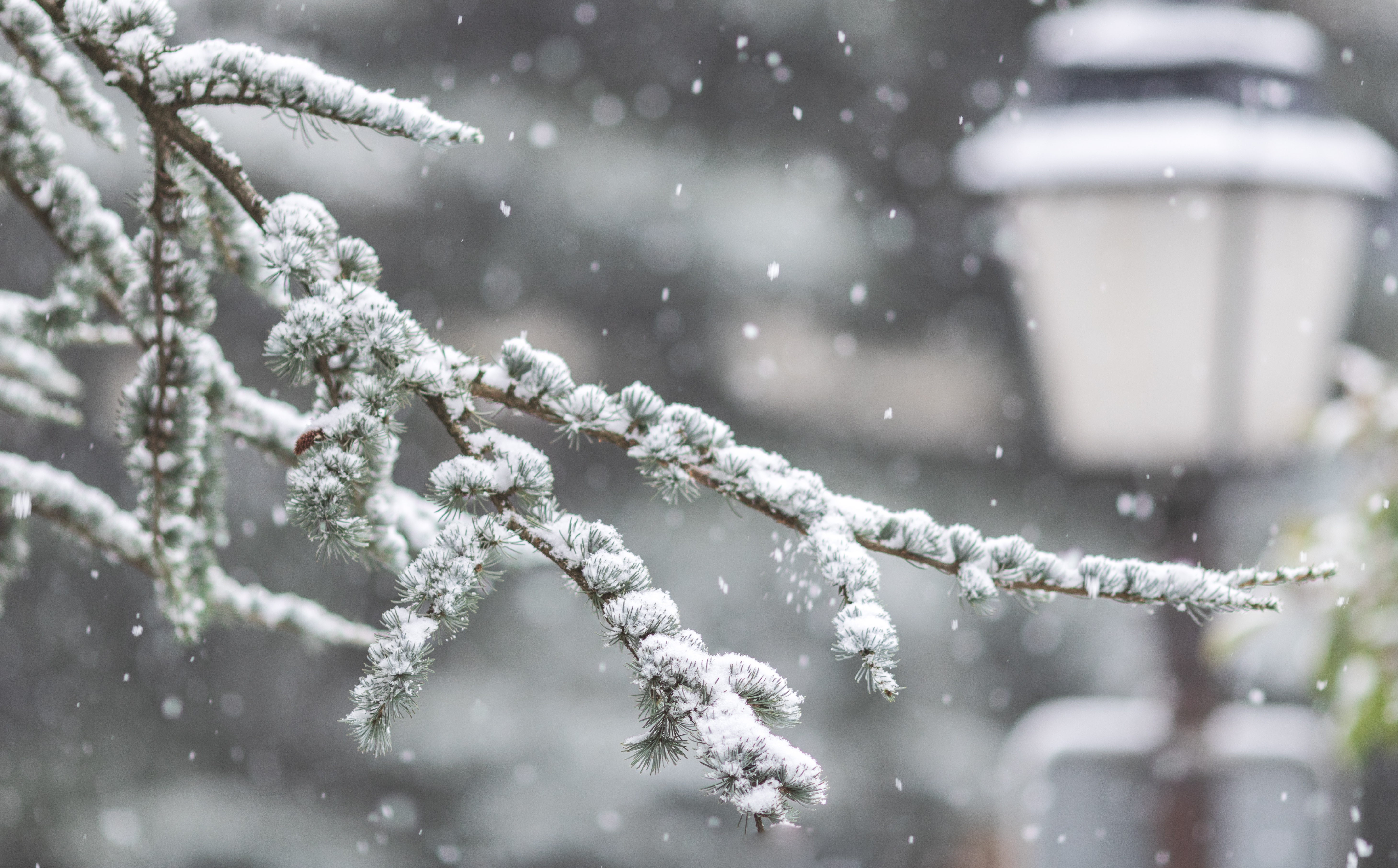 Snowing on a pine tree branch with a street light HD Wallpaper