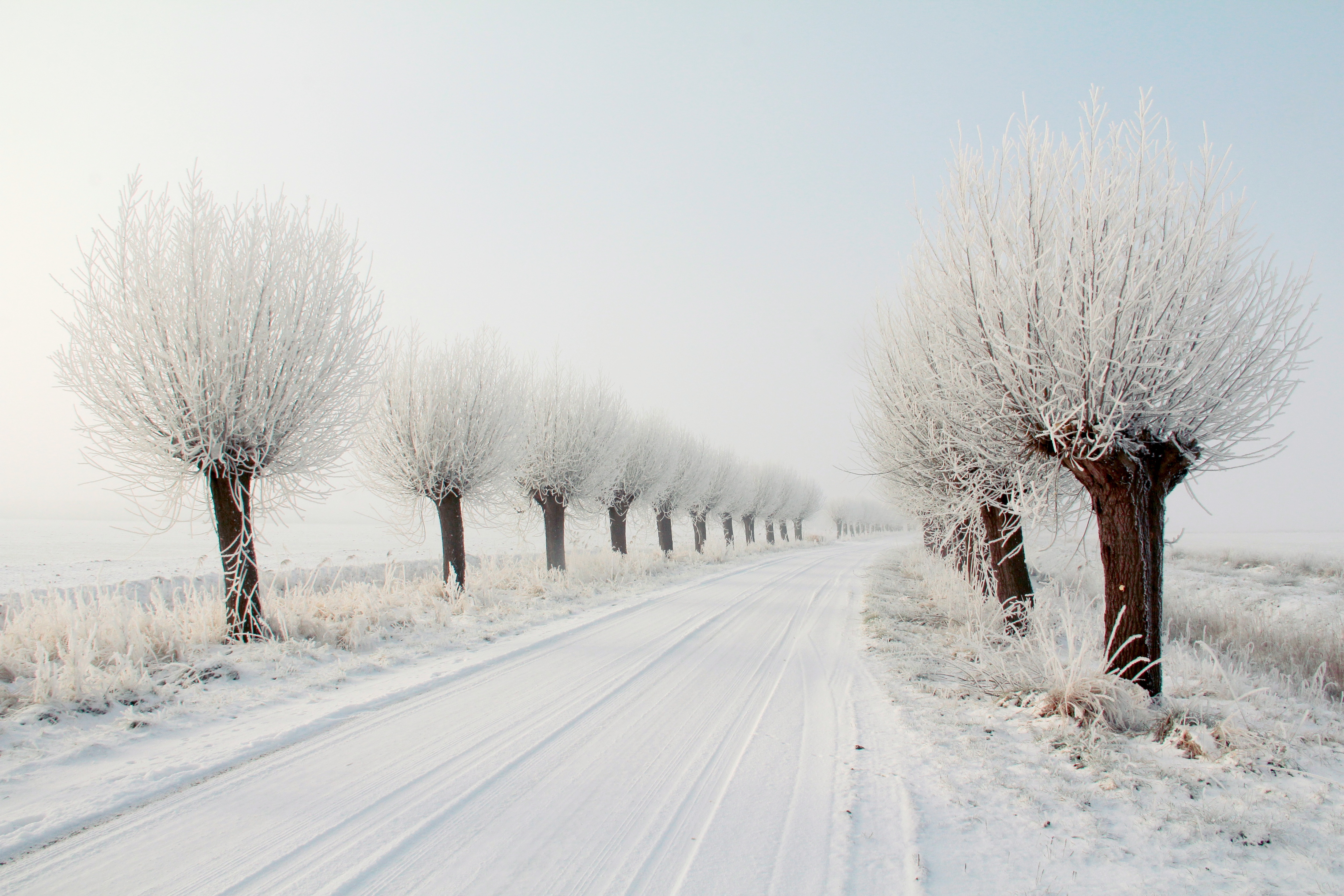 Snowy road lined with frosted trees in winter HD Wallpaper