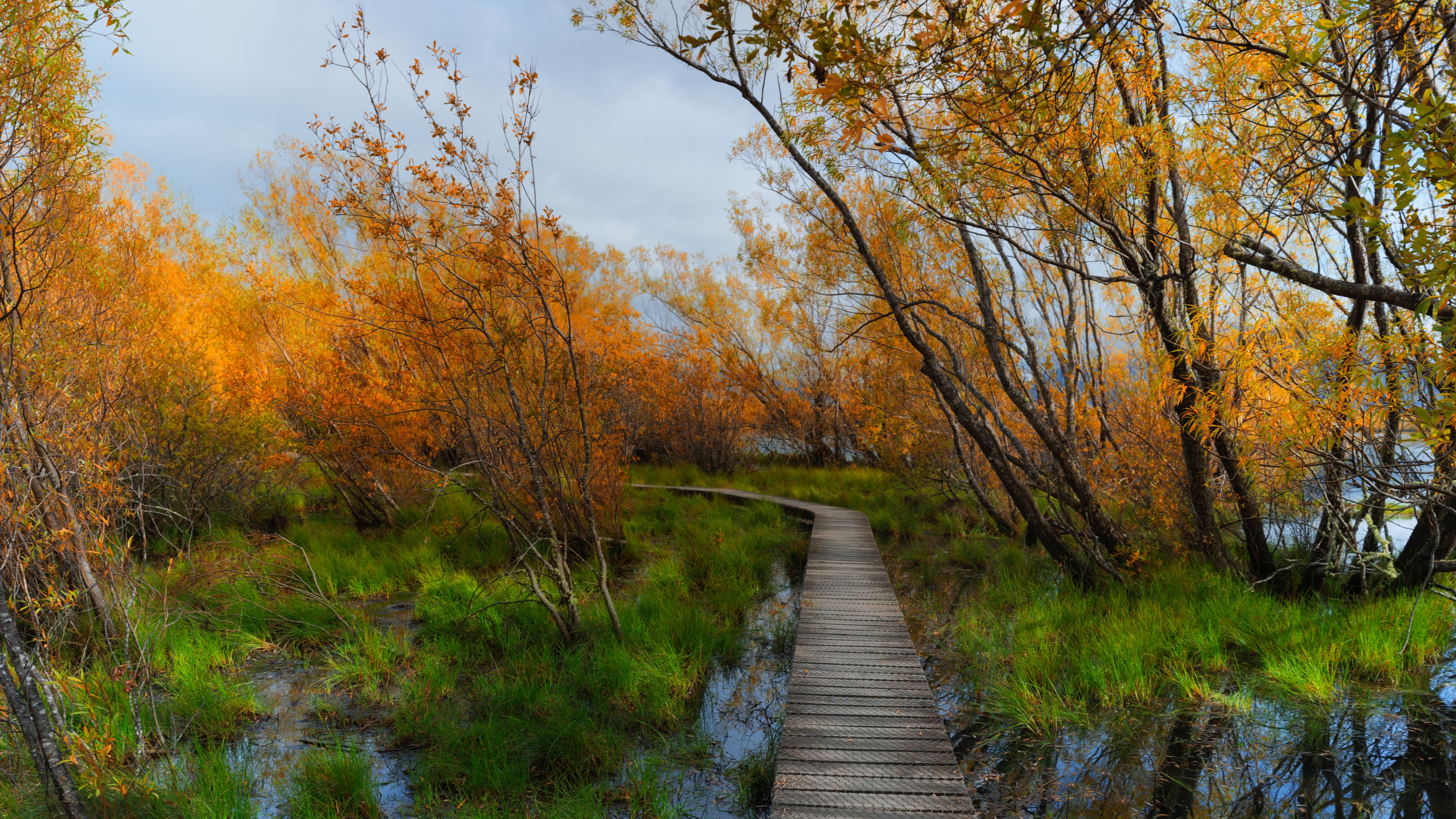 4K boardwalk through autumn trees in Glenorchy, New Zealand HD Wallpaper