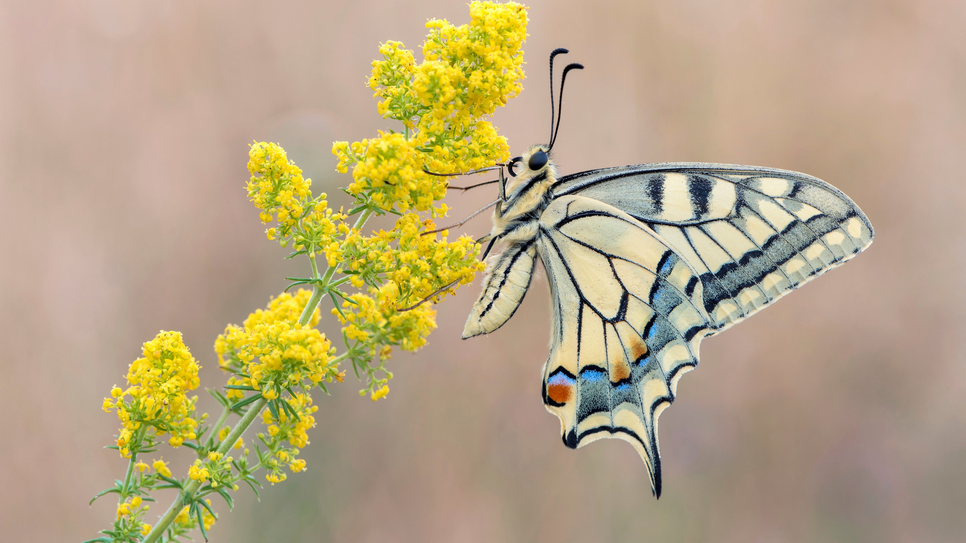 4K Swallowtail Butterfly on Yellow Flowers HD Wallpaper