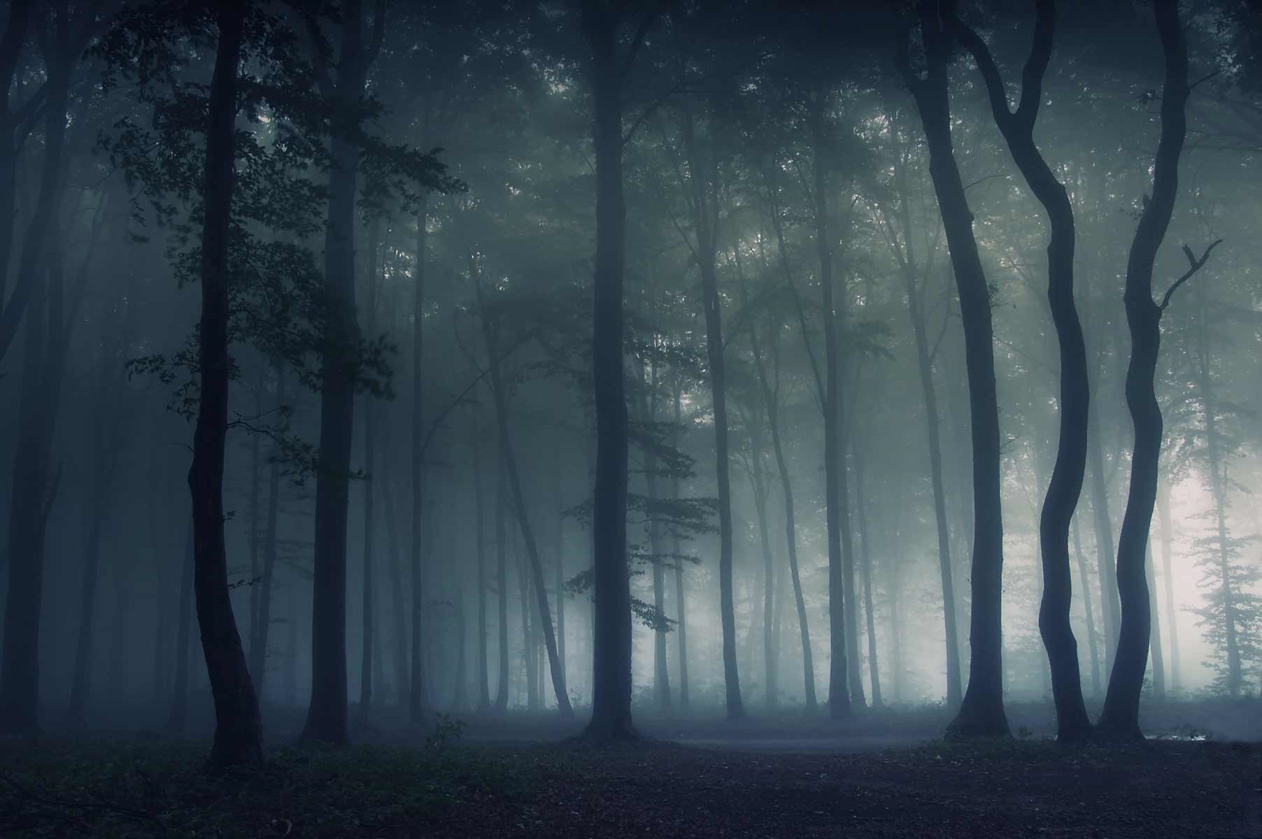 Dark misty forest with tall trees HD Wallpaper