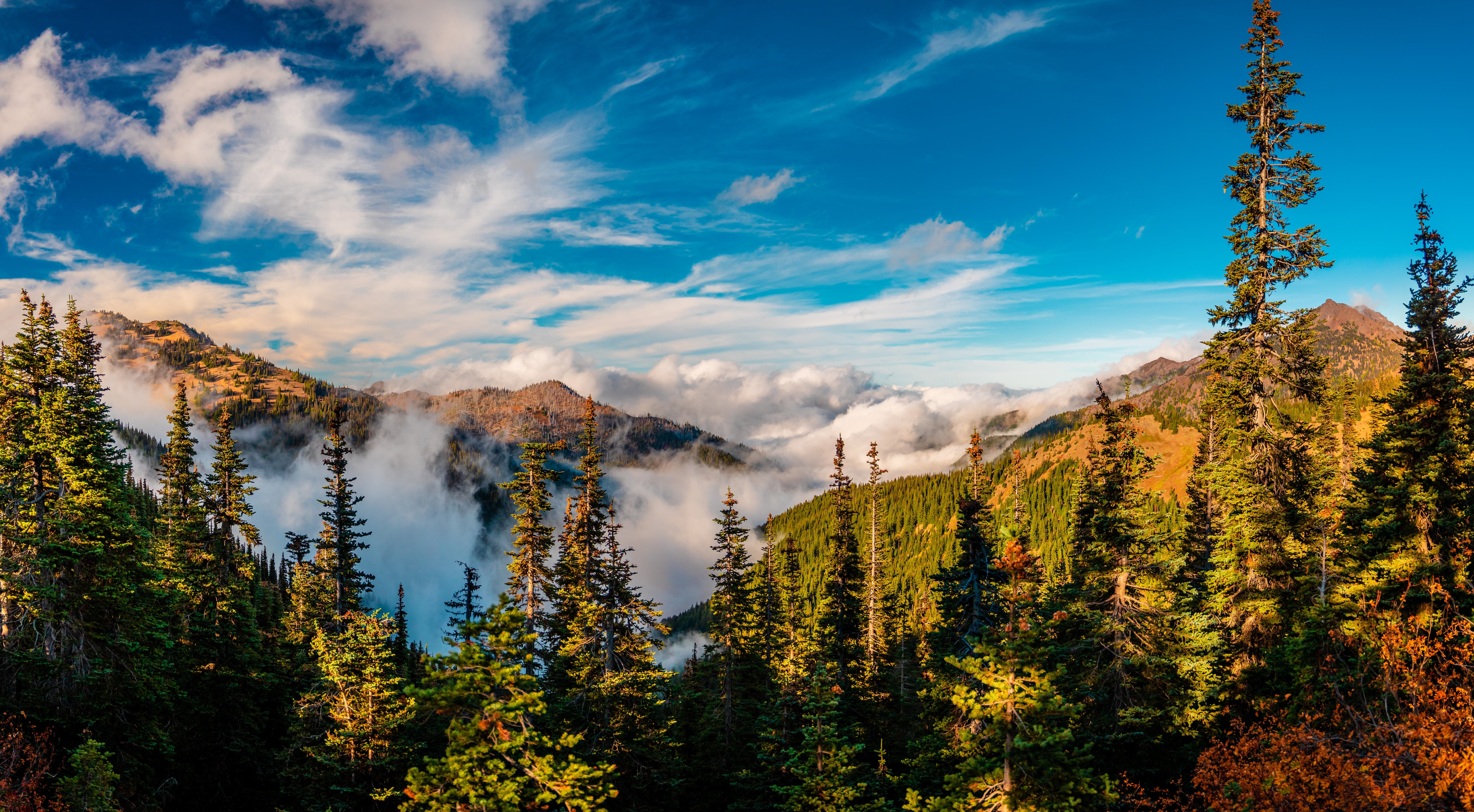 4K Olympic National Park landscape with mist and trees HD Wallpaper