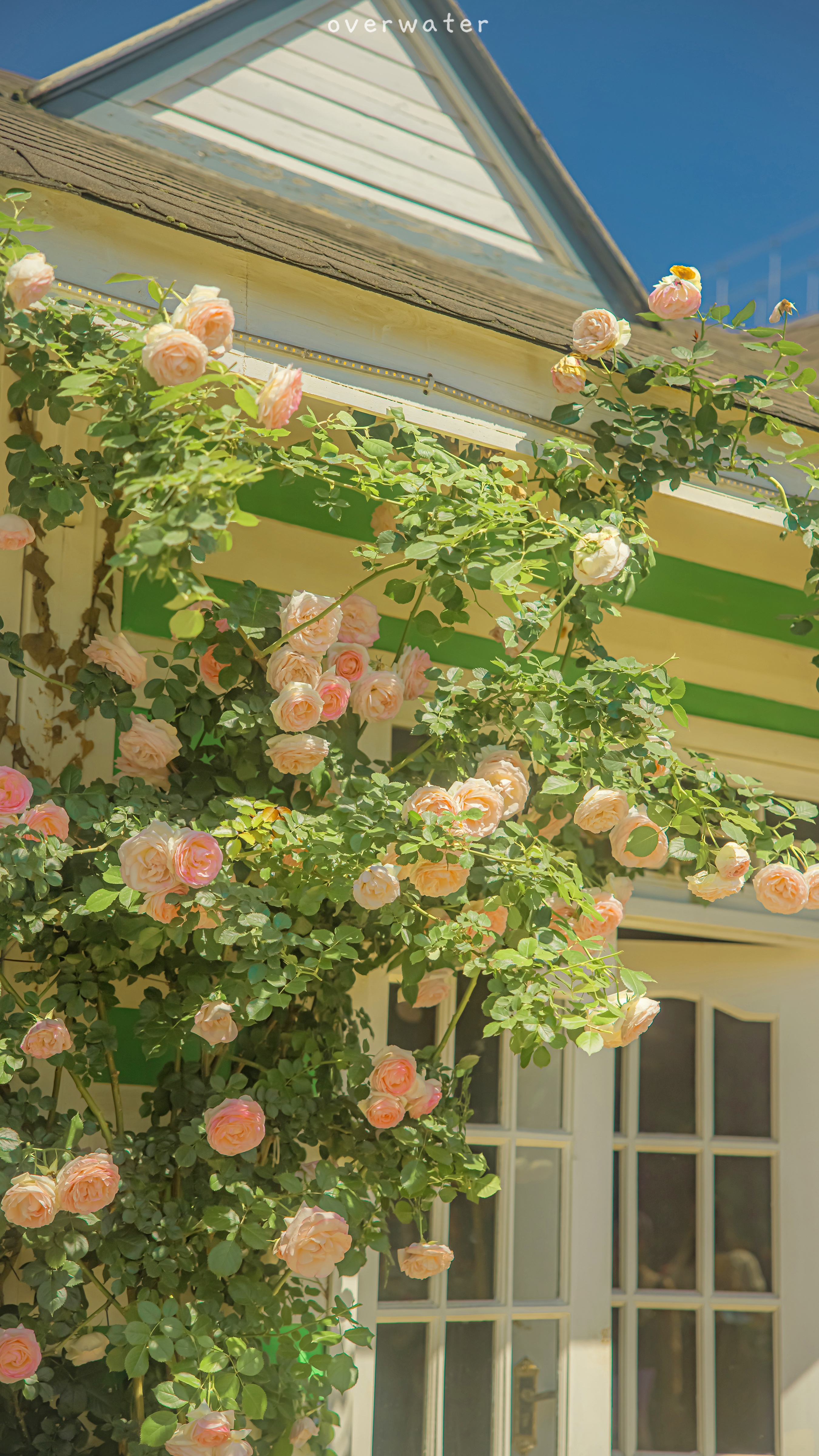 Pink roses climbing a house with green shutters HD Phone Wallpaper