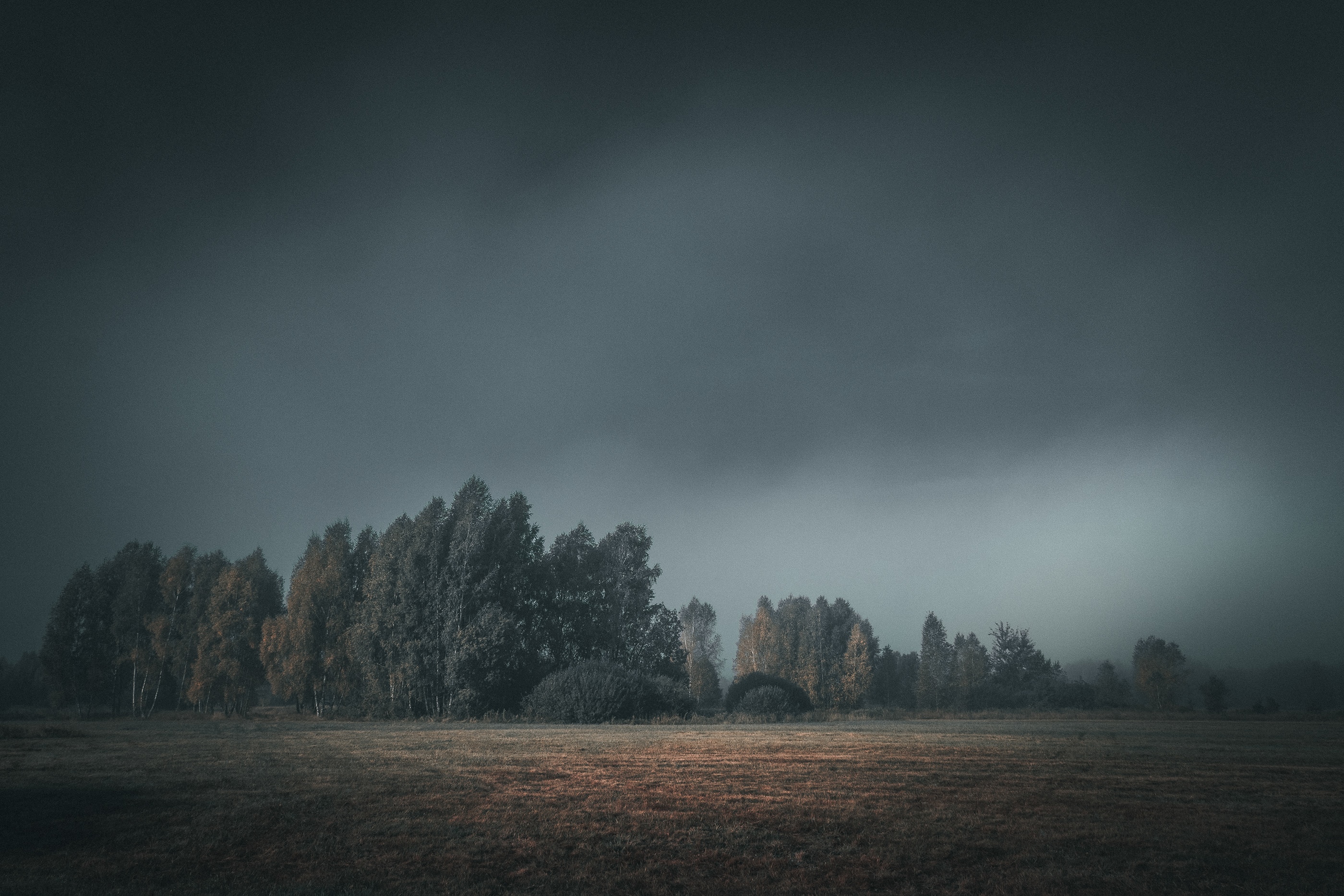 Trees in a field under a cloudy sky HD Wallpaper