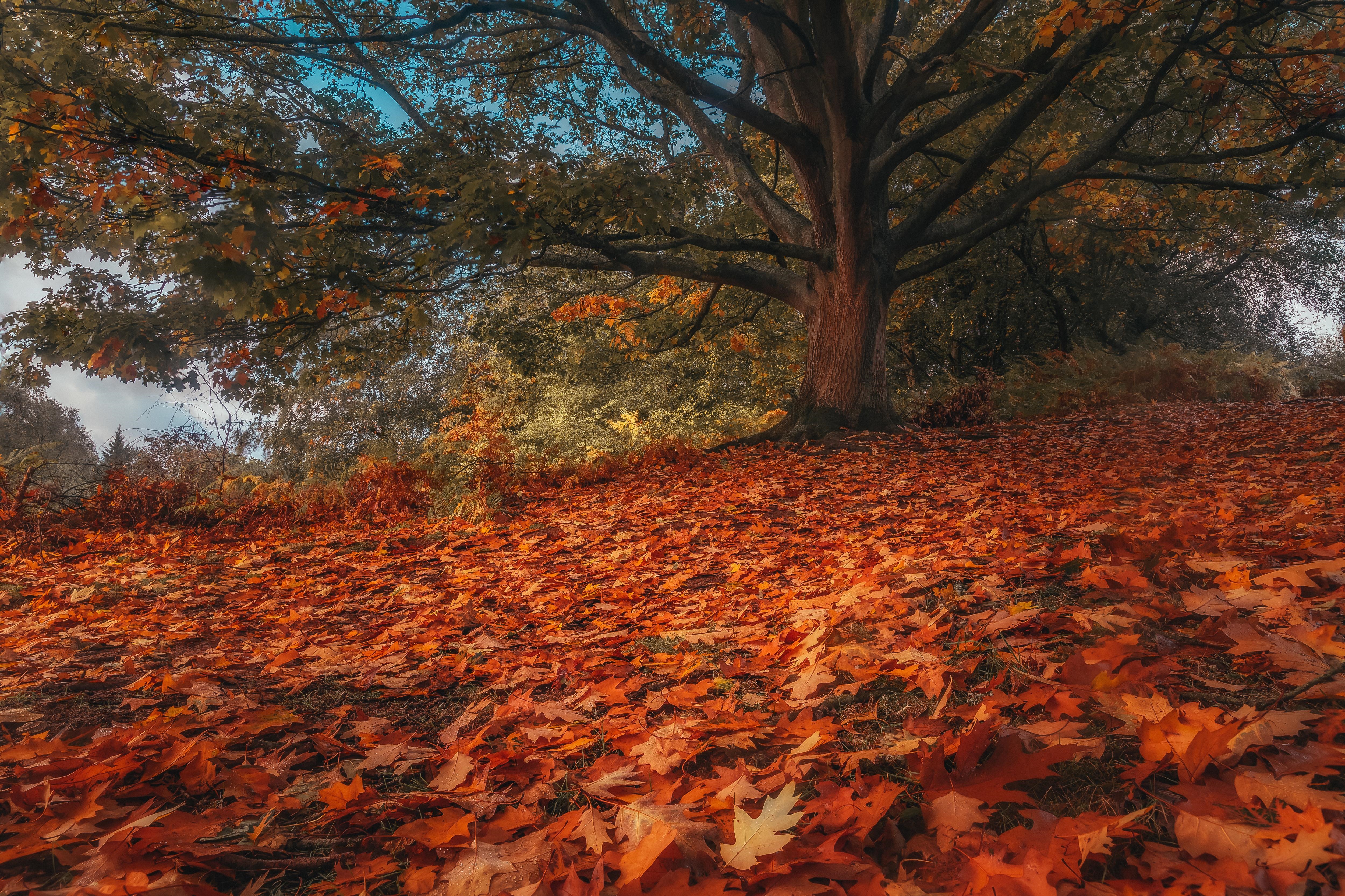 4K fall leaves cover the ground under a large tree HD Wallpaper