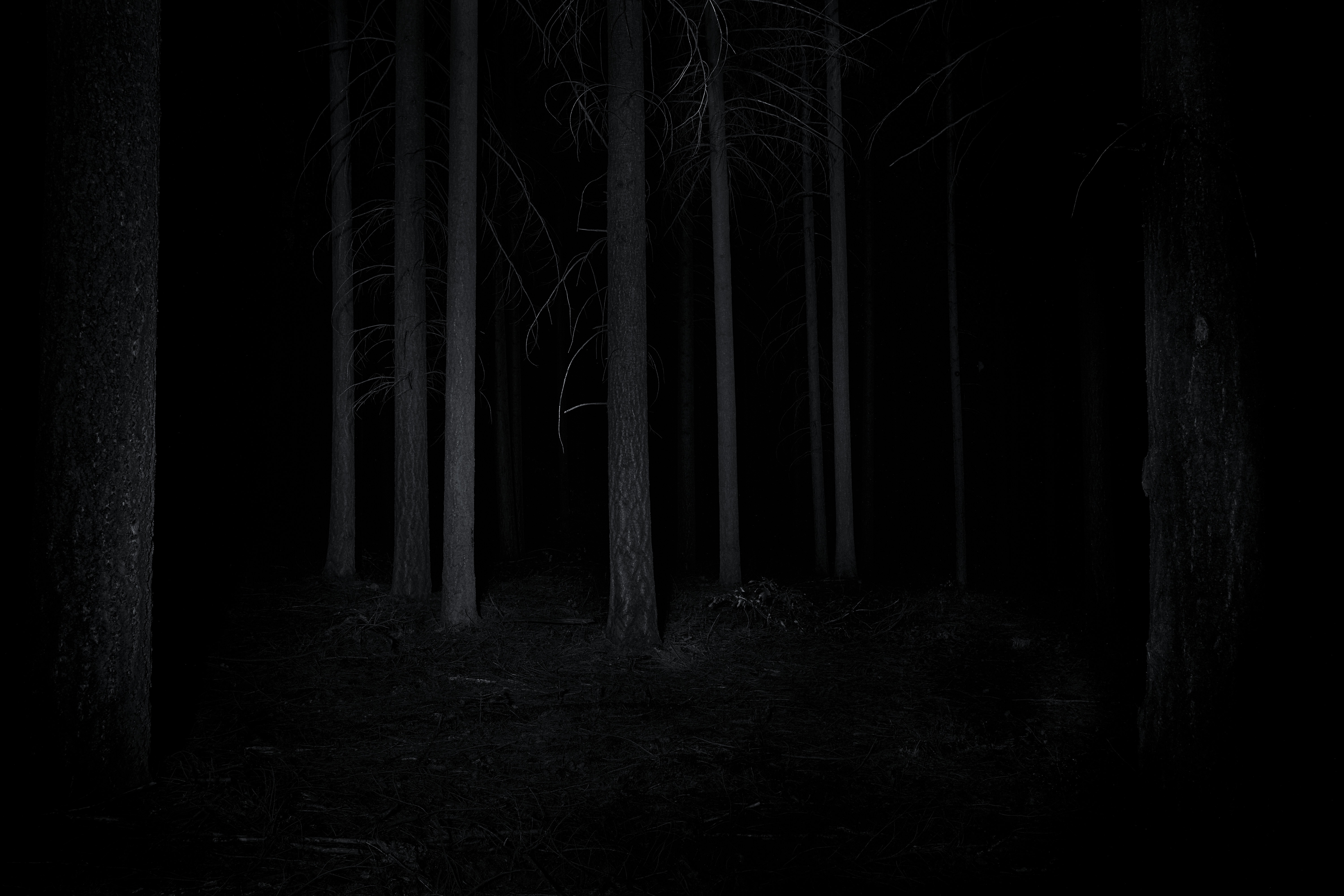 Monochrome spooky forest at night HD Wallpaper