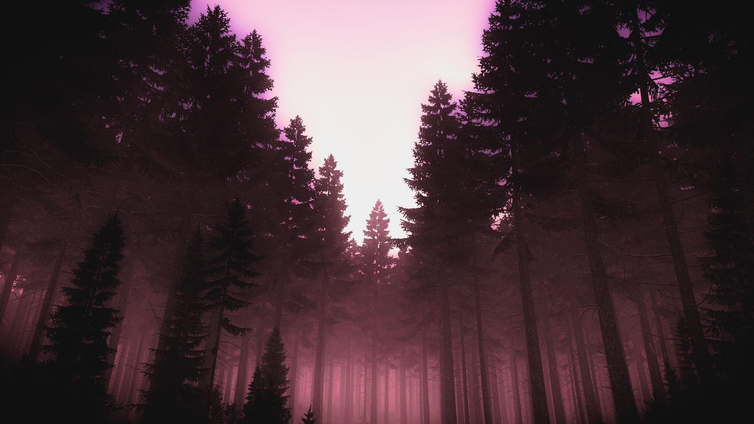 DayZ forest with tall pine trees and pink fog HD Wallpaper