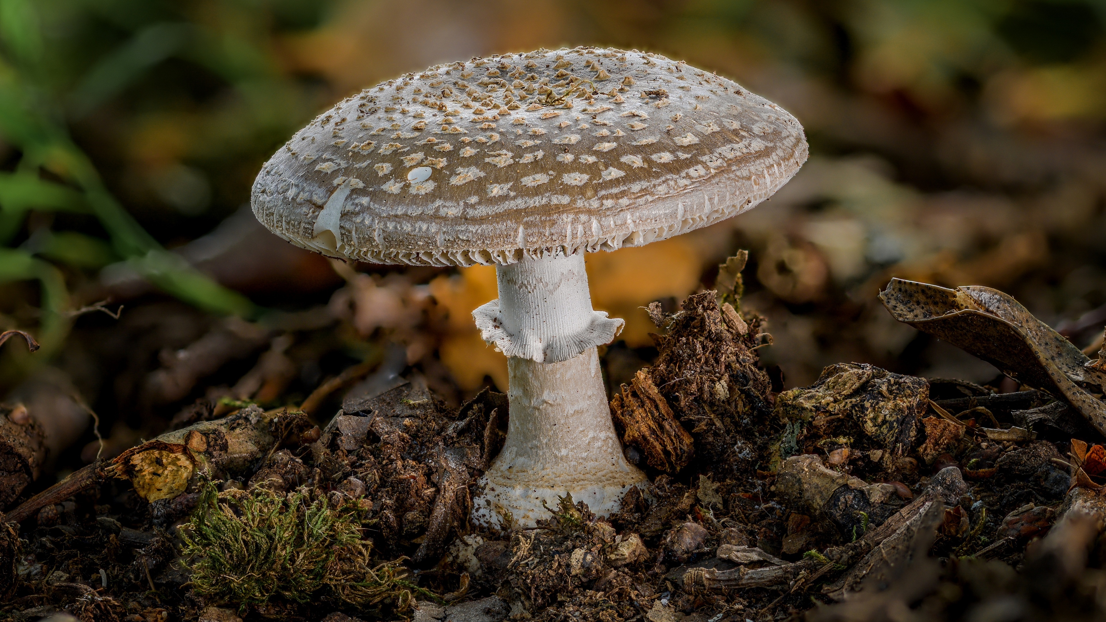 4K macro shot of a brown and white mushroom HD Wallpaper