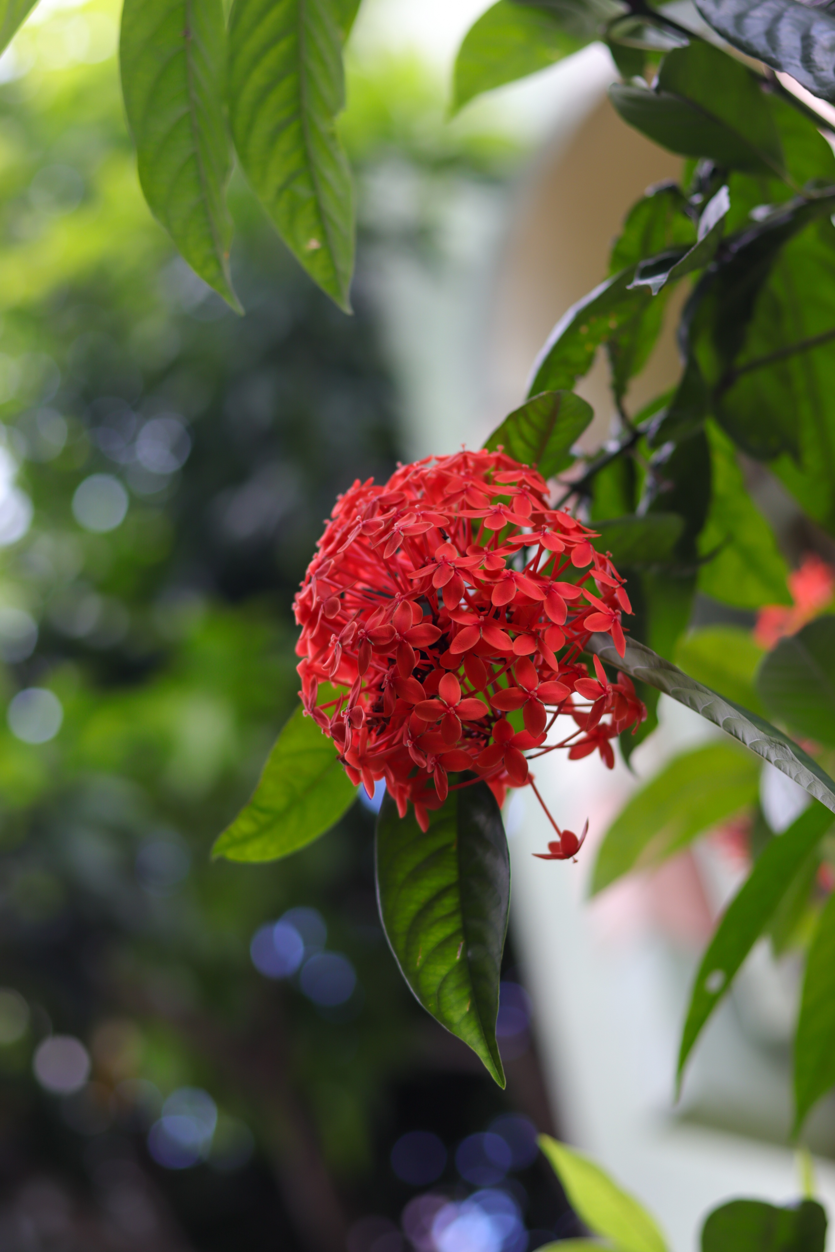 Red Ixora flowers with green leaves and bokeh background HD Phone Wallpaper
