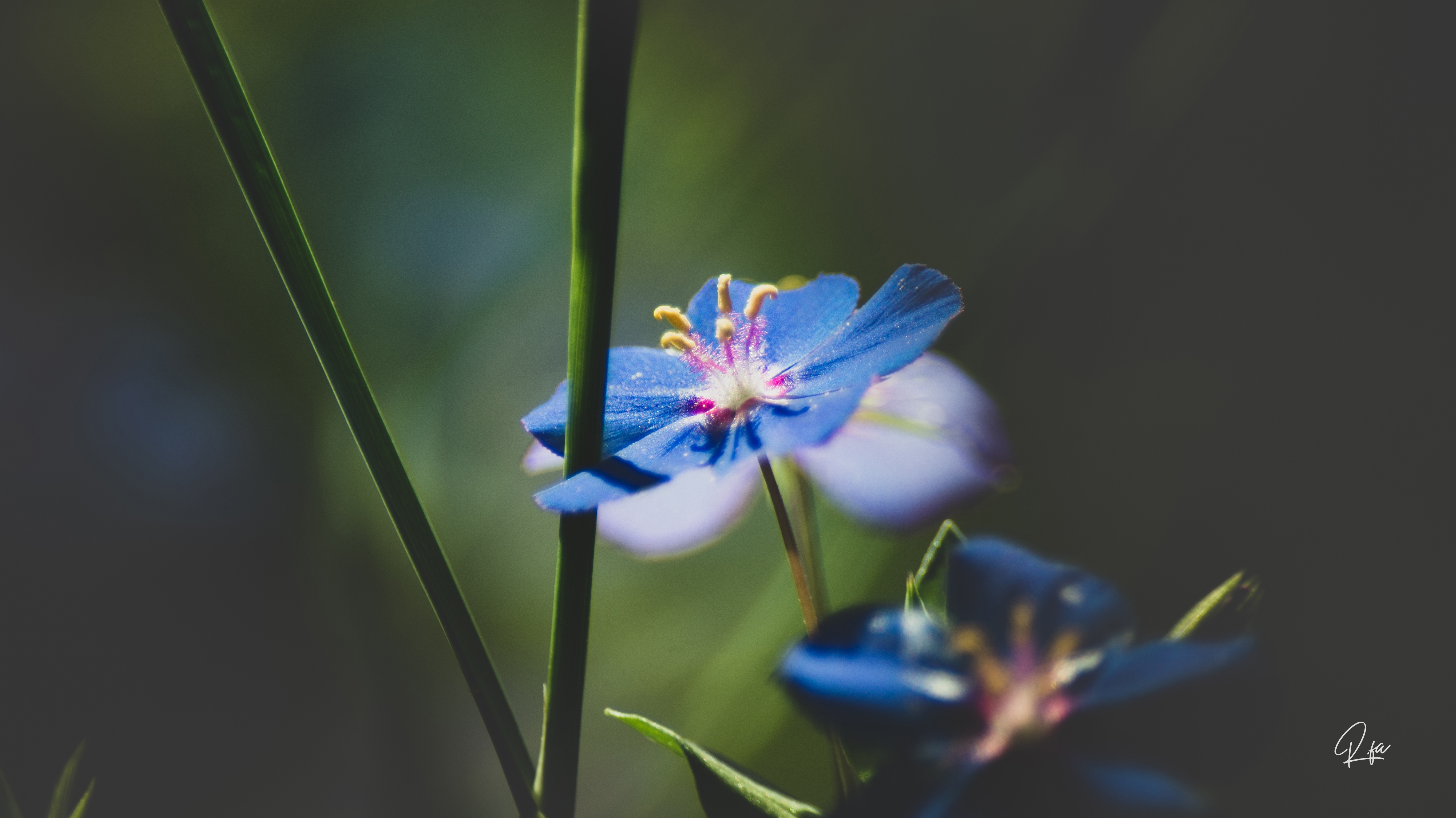 4K blue flowers in nature HD Wallpaper
