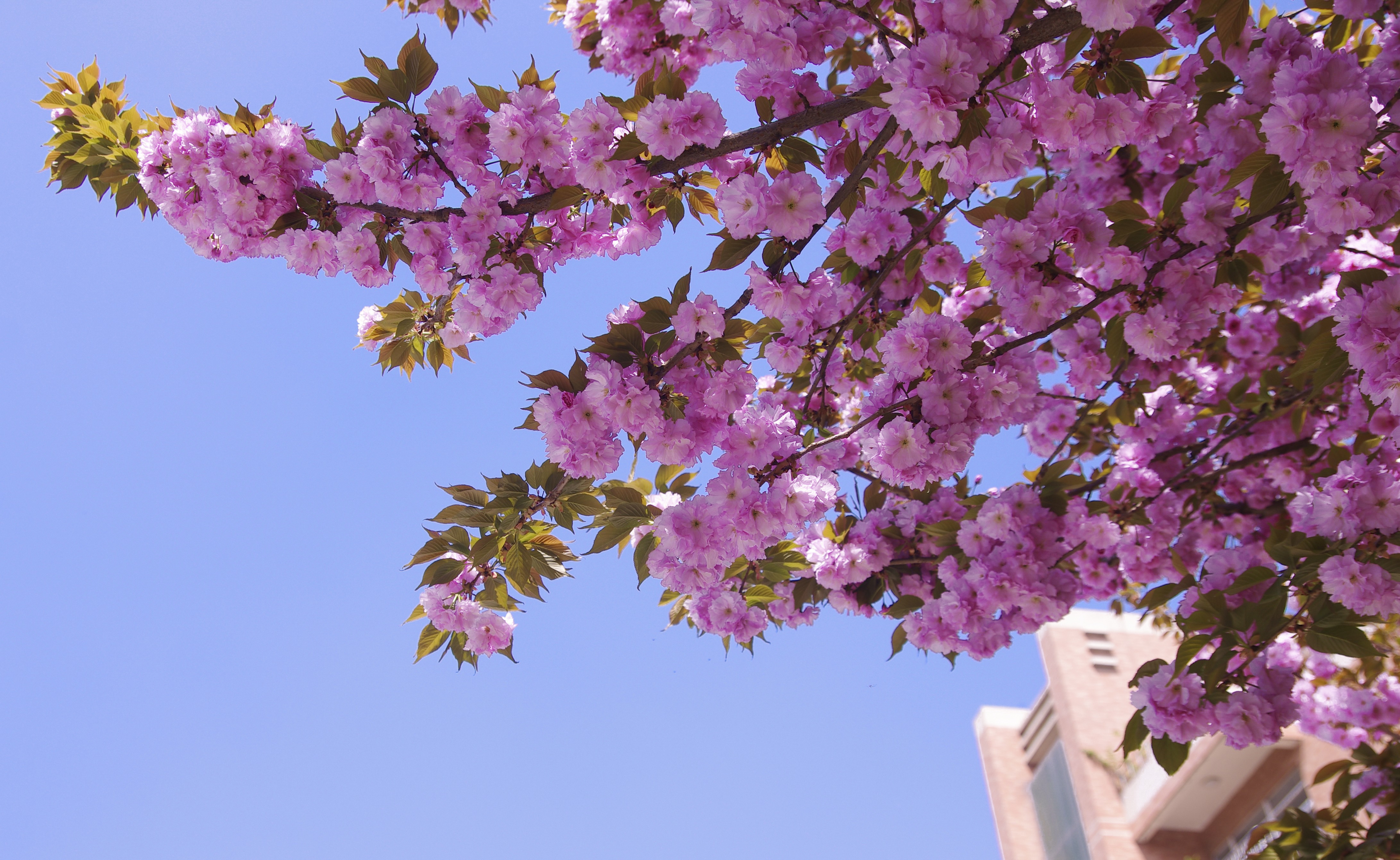4K Cherry Blossoms Against Blue Sky HD Wallpaper