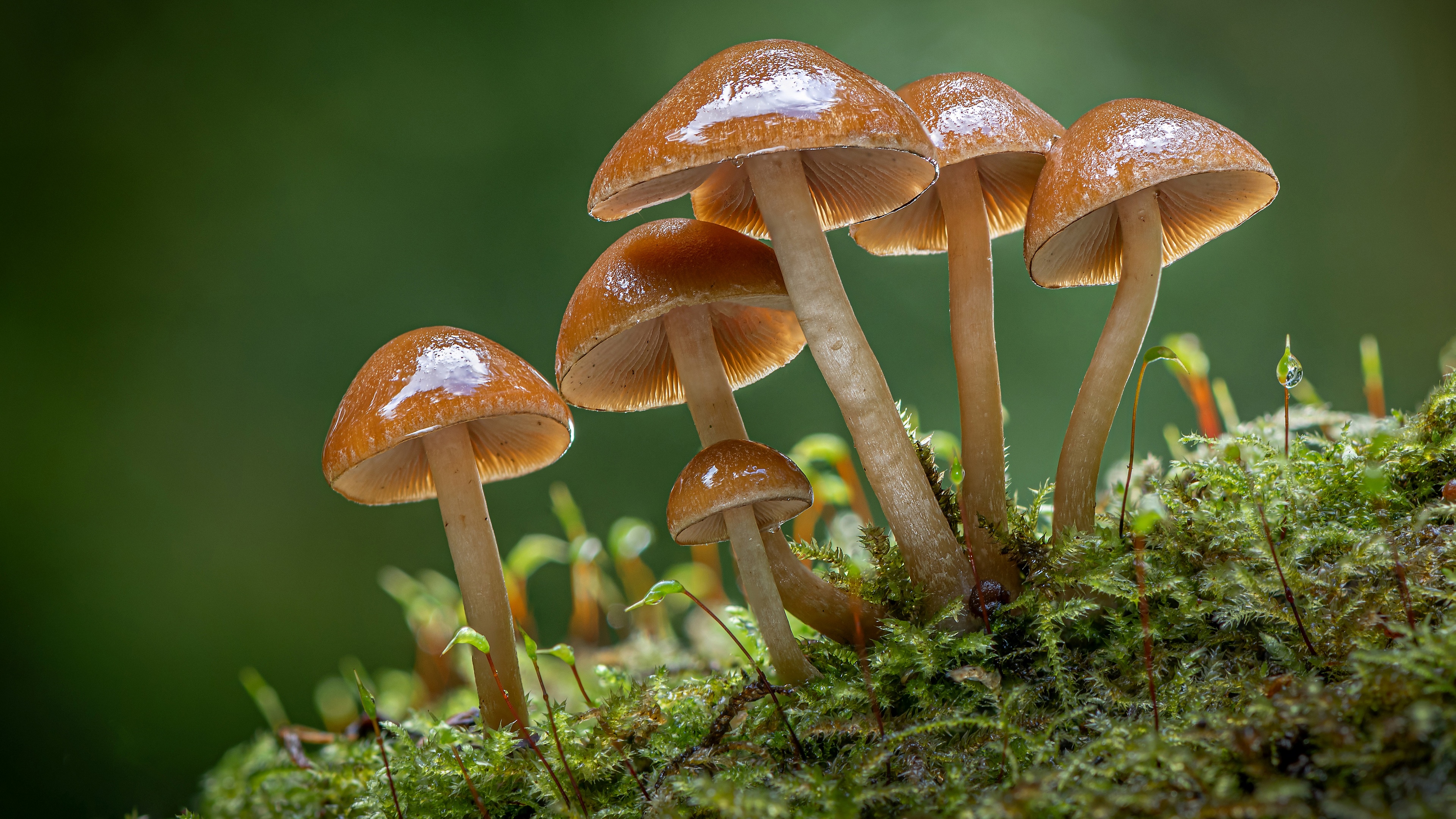 4K macro shot of mushrooms on moss HD Wallpaper
